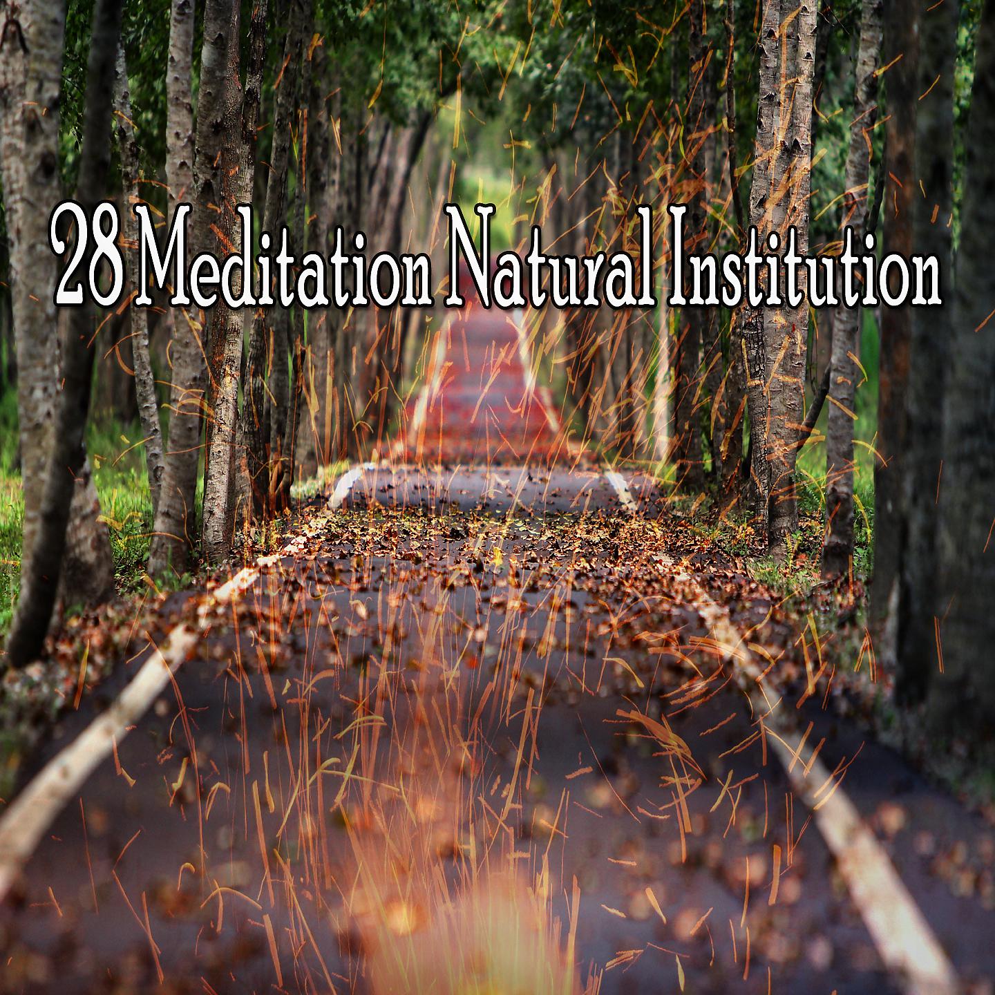 Постер альбома 28 Медитация Природного Учреждения