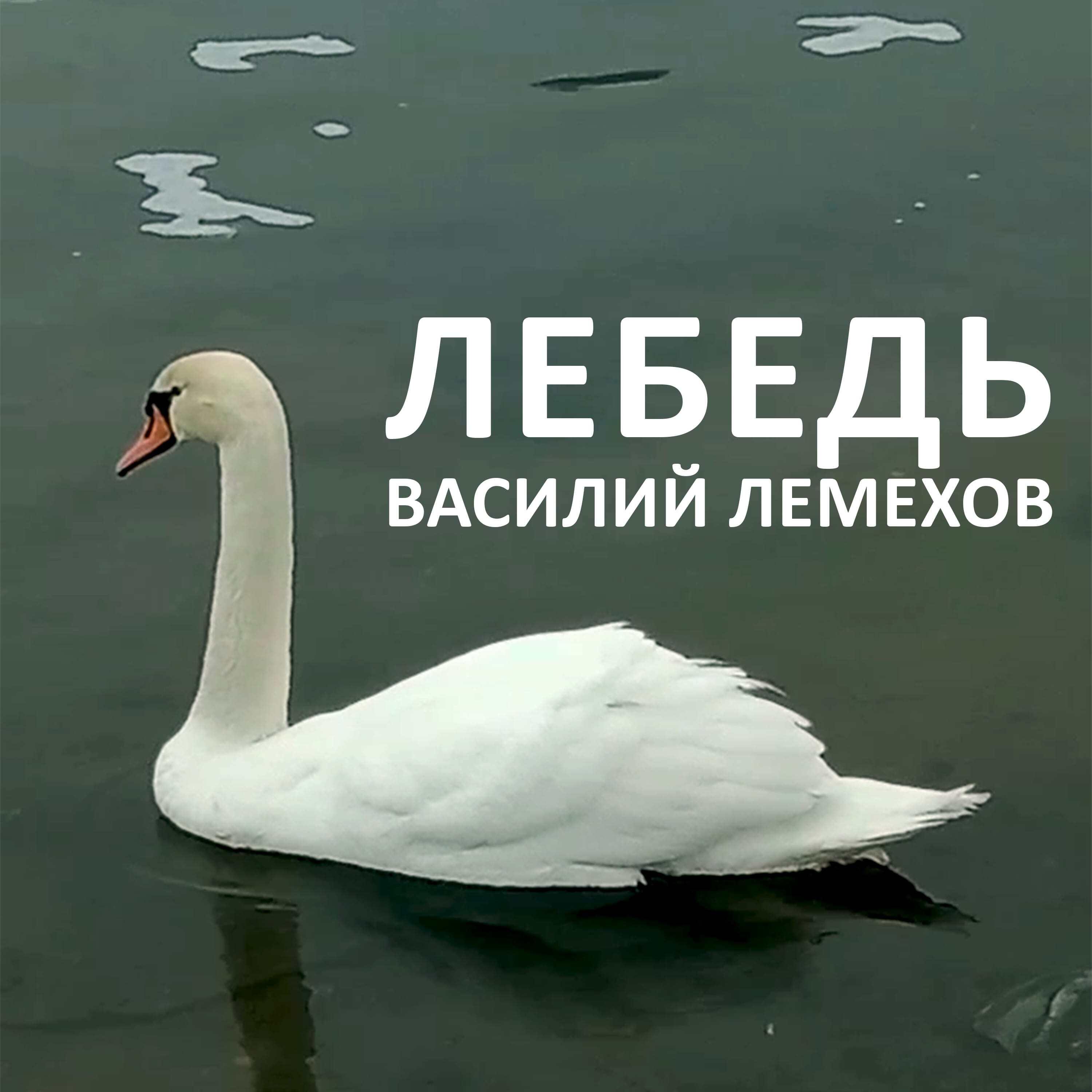 Постер альбома Лебедь
