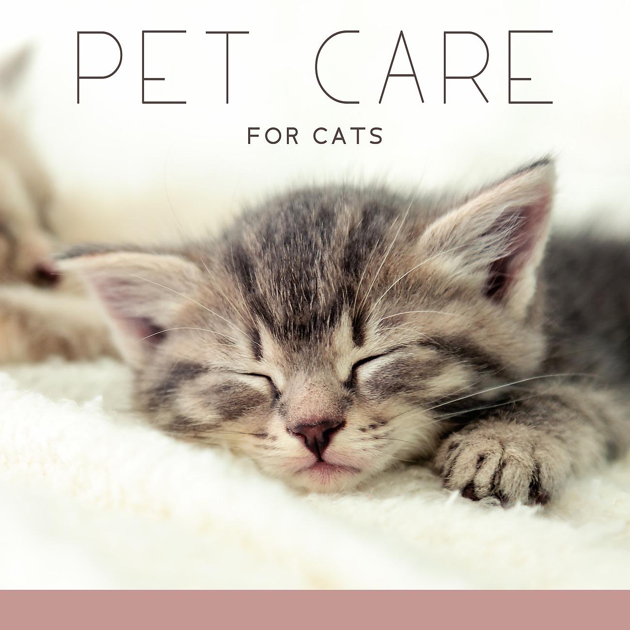 Постер альбома Pet Care for Cats