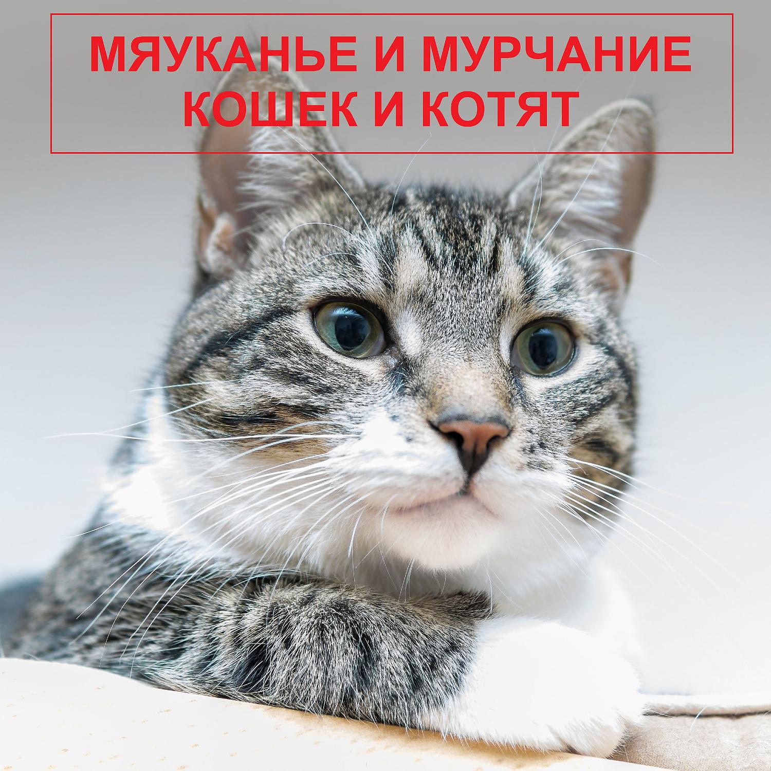 Постер альбома Мяуканье и мурчание кошек и котят