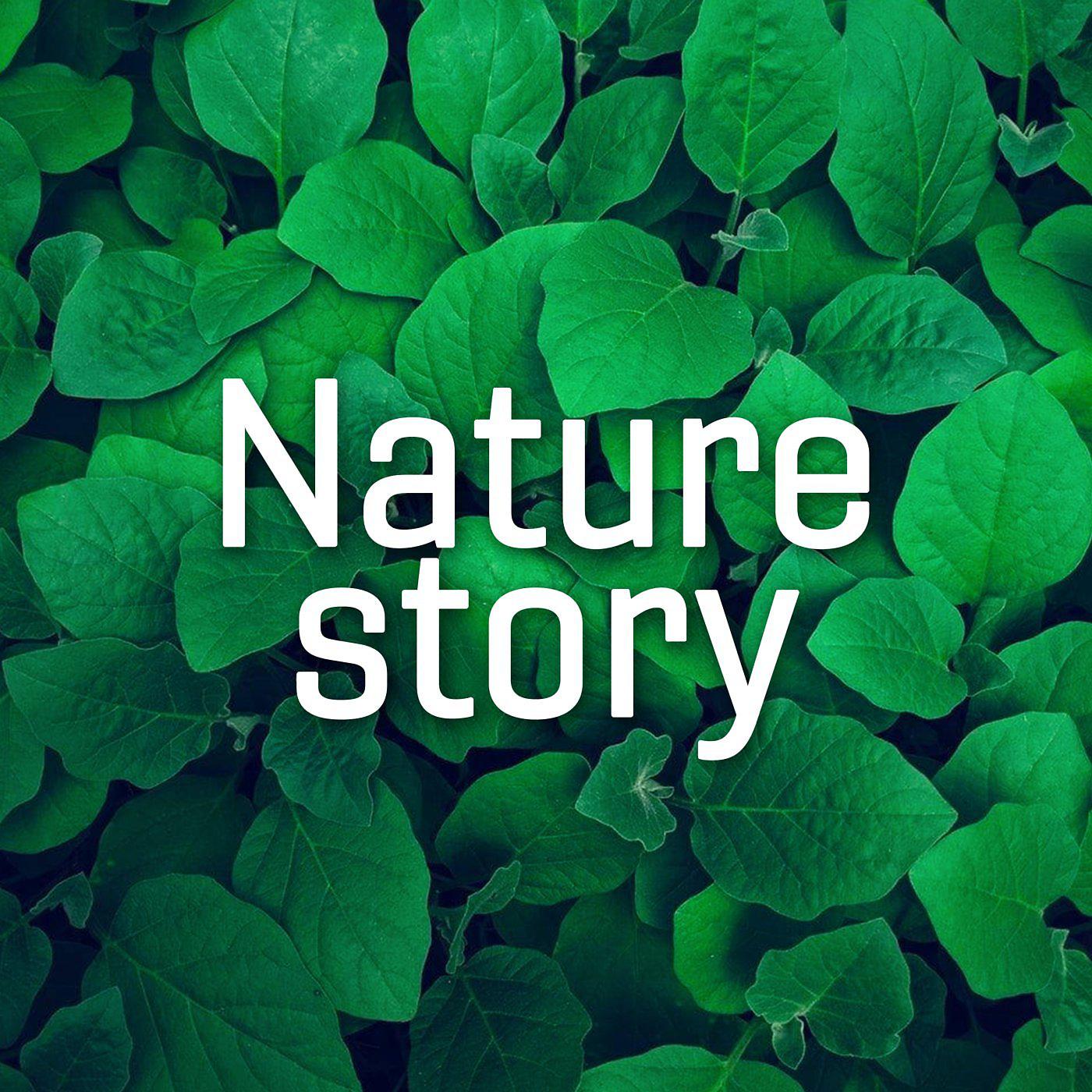 Постер альбома Nature Story