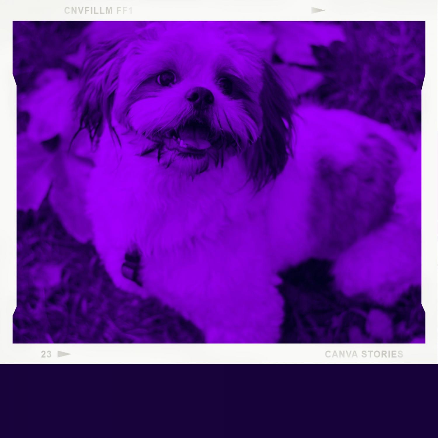 Постер альбома Magnificent Music for Doggy Stress - Bossanova