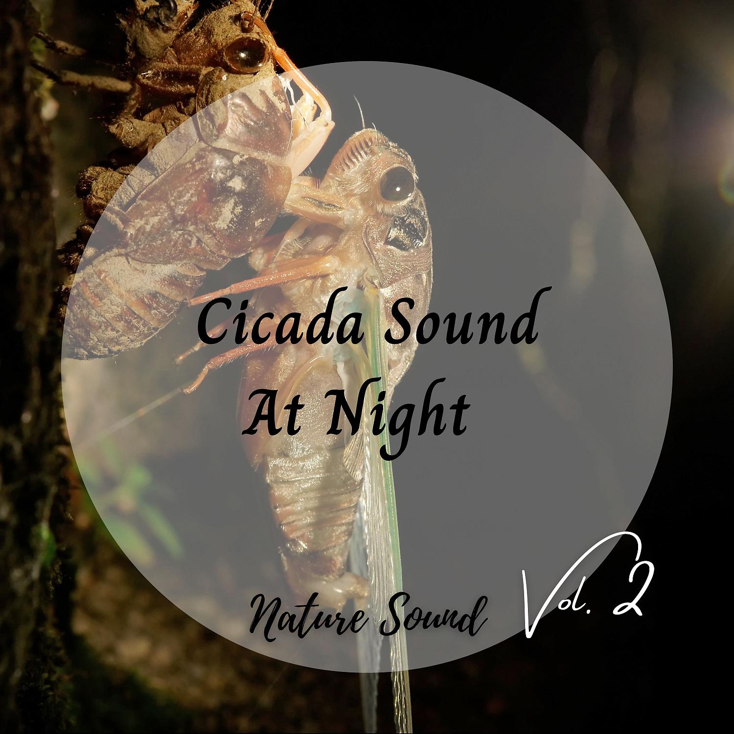 Постер альбома Nature Sound: Cicada Sound At Night Vol. 2