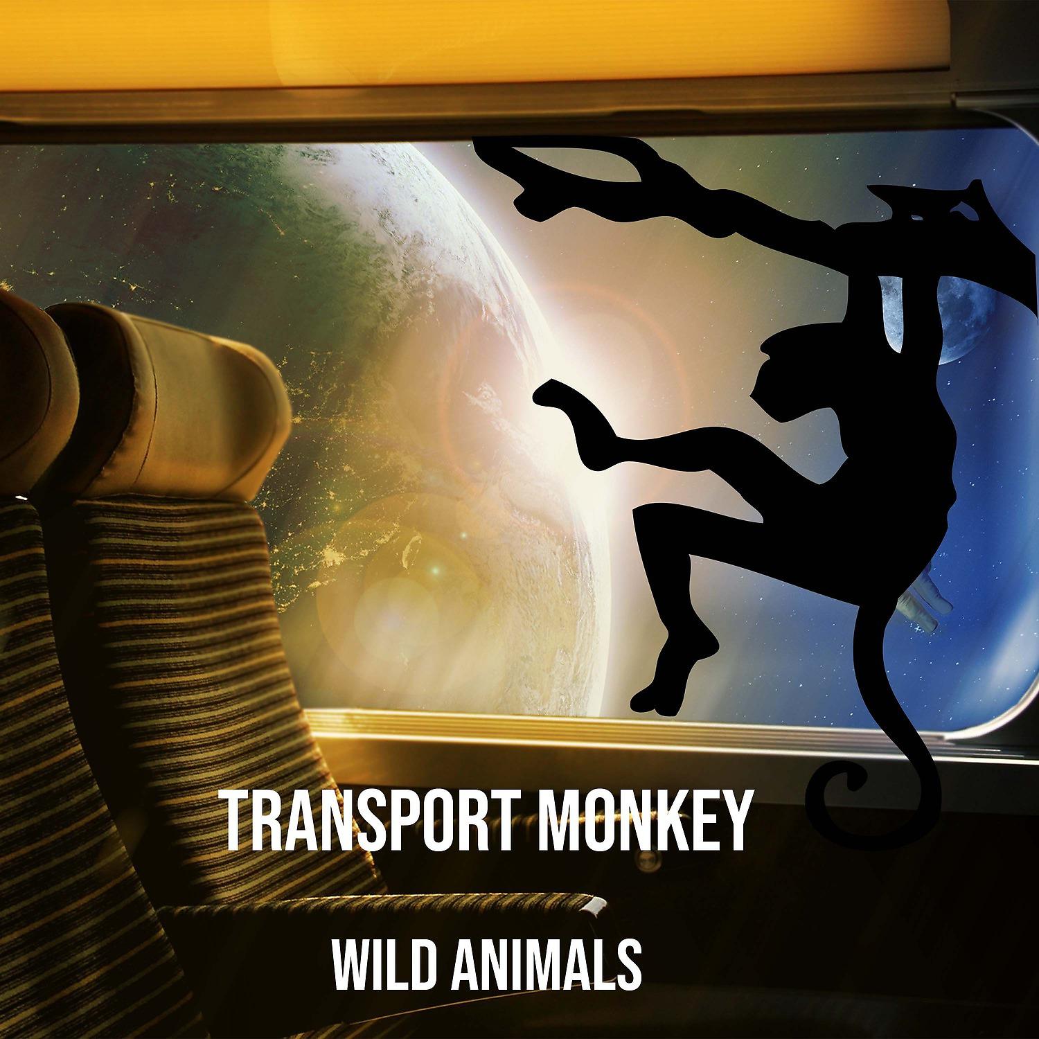 Постер альбома Transport Monkey