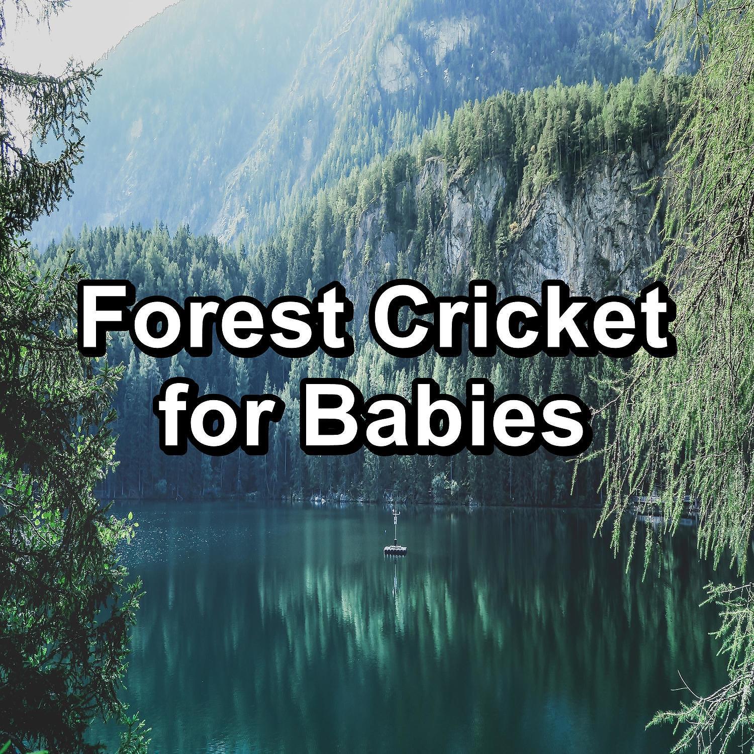 Постер альбома Forest Cricket for Babies