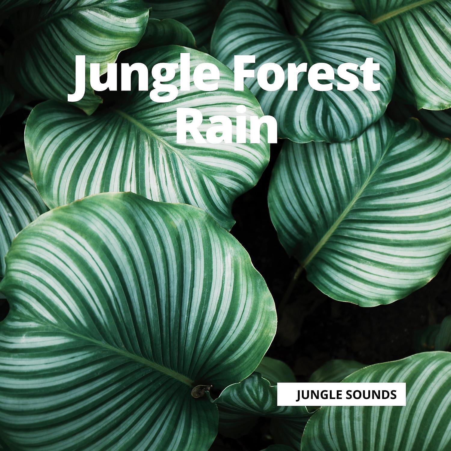 Постер альбома Jungle Forest Rain