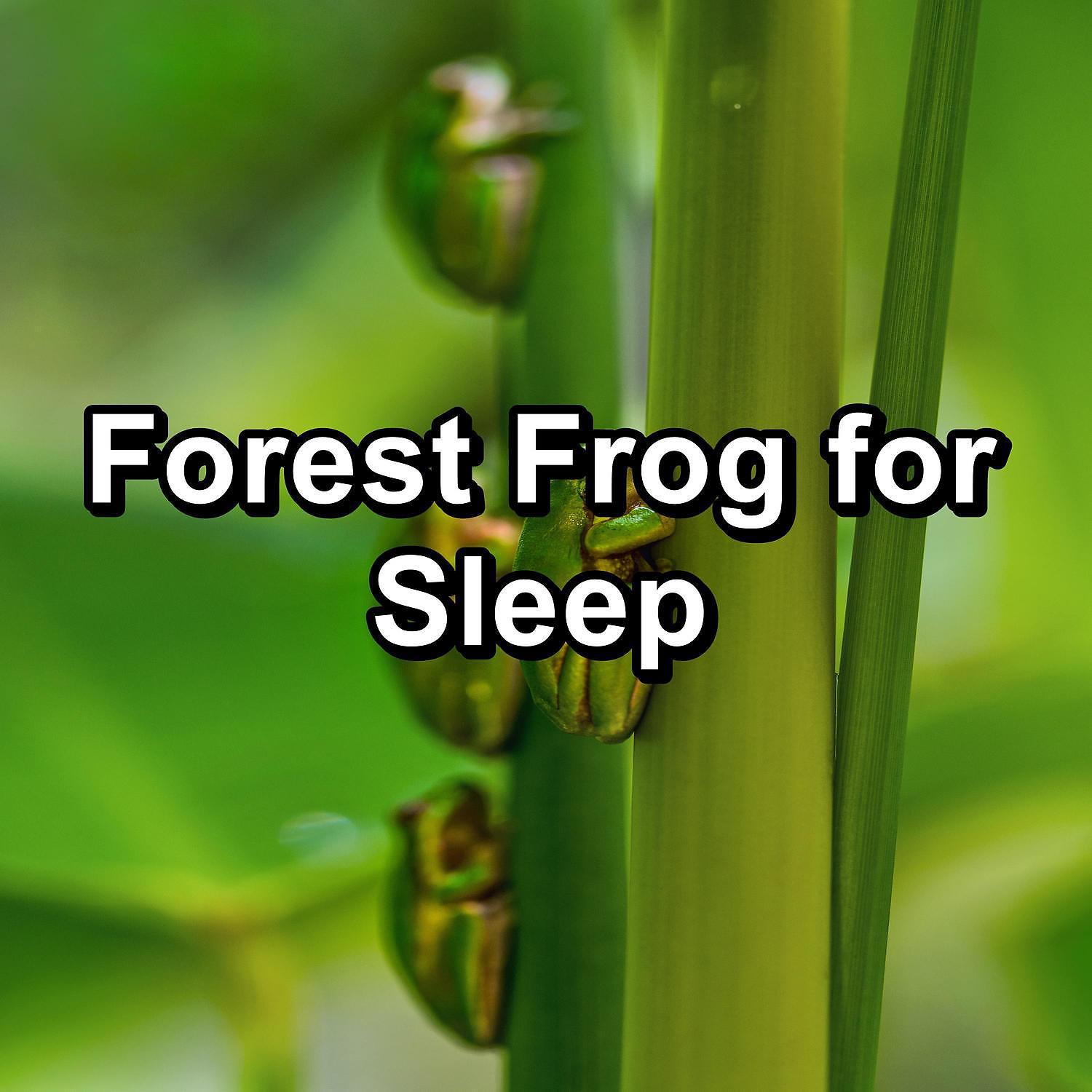 Постер альбома Forest Frog for Sleep