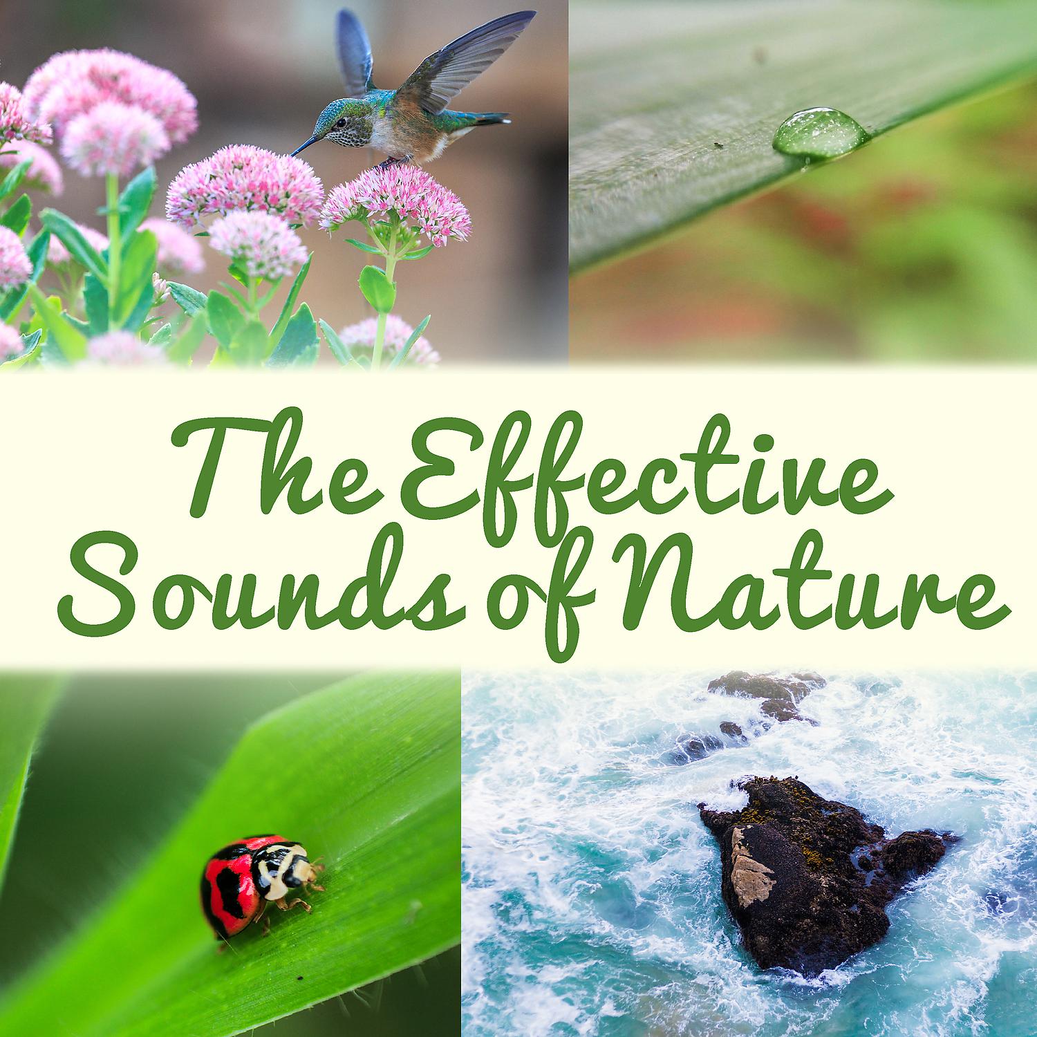 Постер альбома The Effective Sounds of Nature: The Best Music Collection for Relaxation, Stress Relief & Deep Sleep, Rain, Ocean, Forest, Sounds Therapy