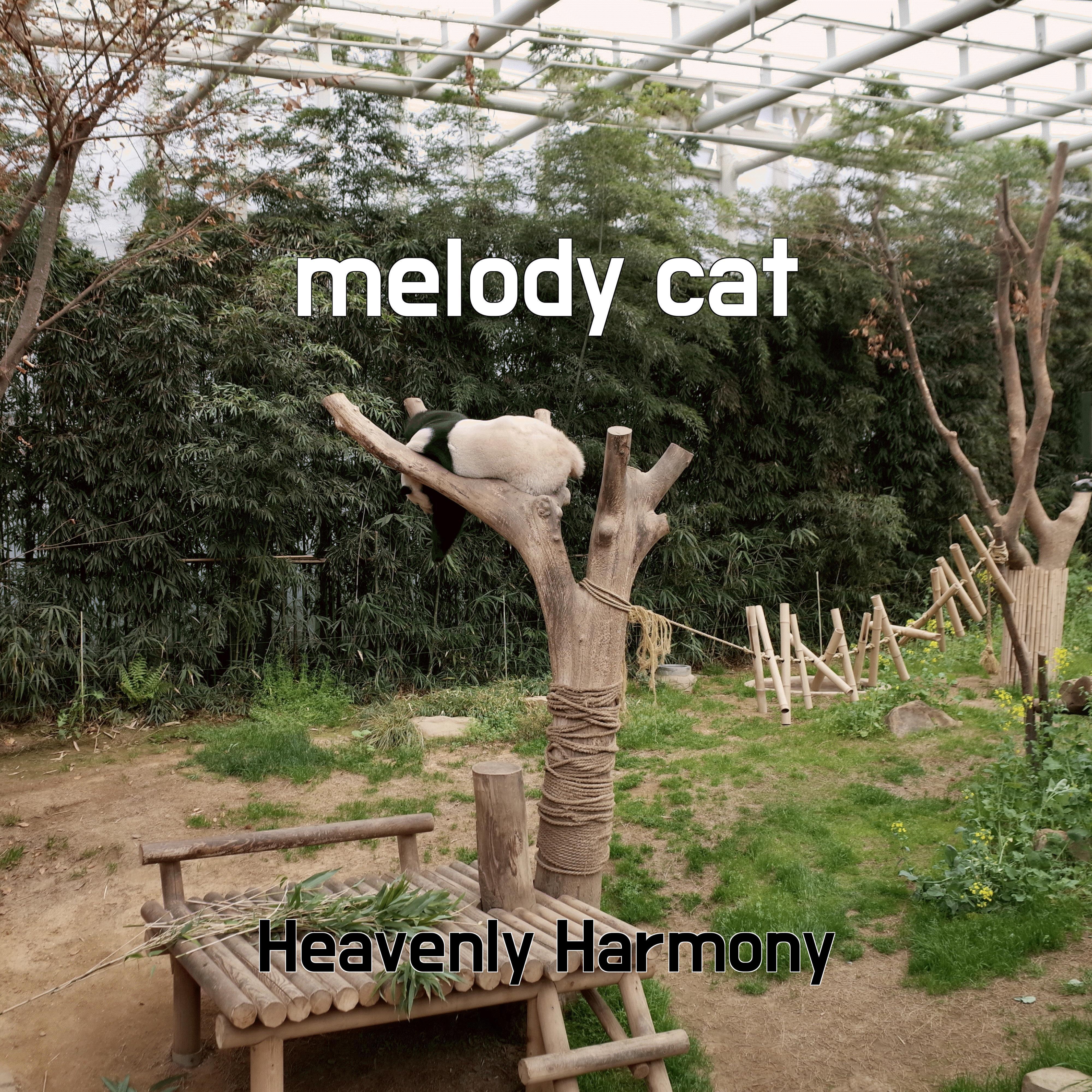 Постер альбома melody cat