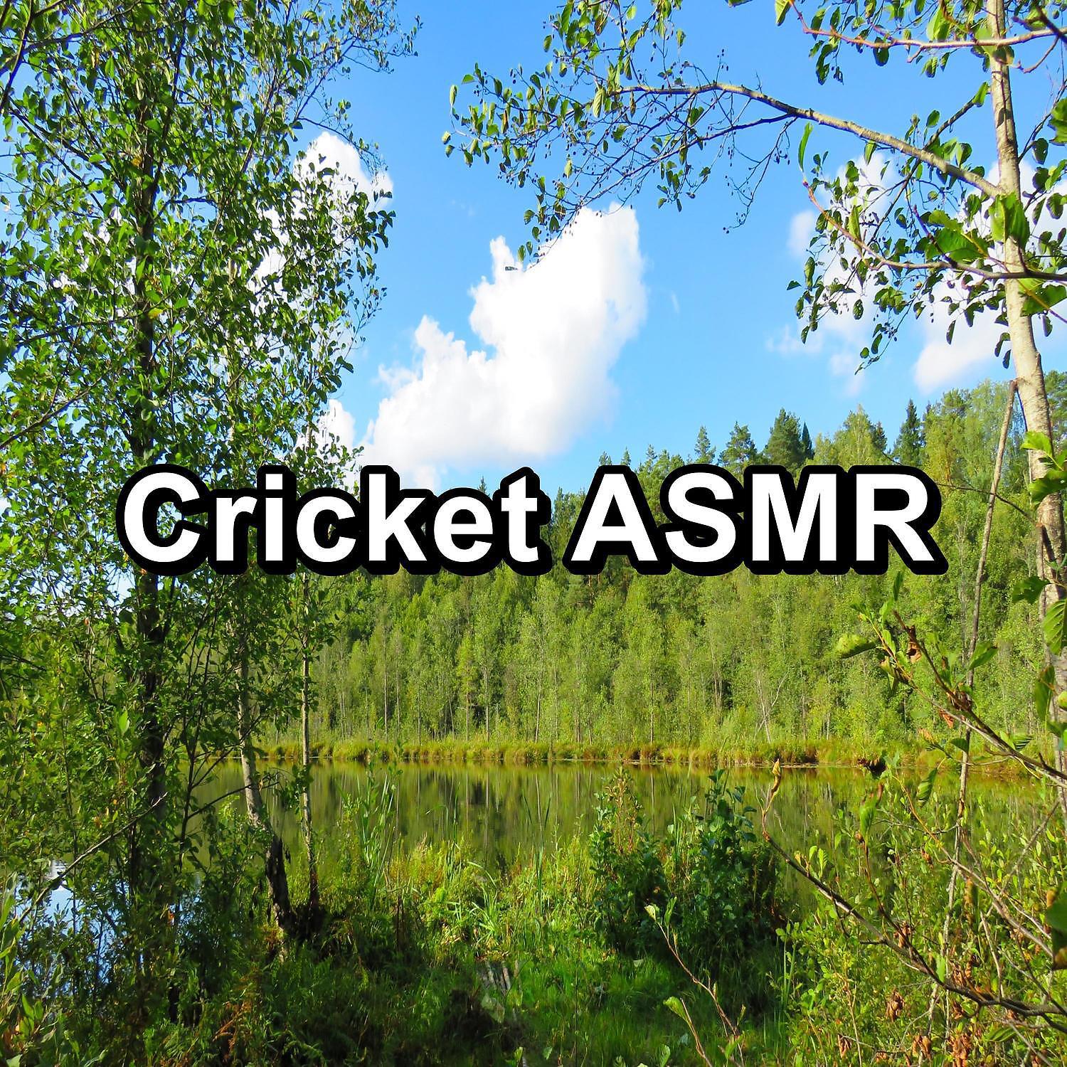 Постер альбома Cricket ASMR