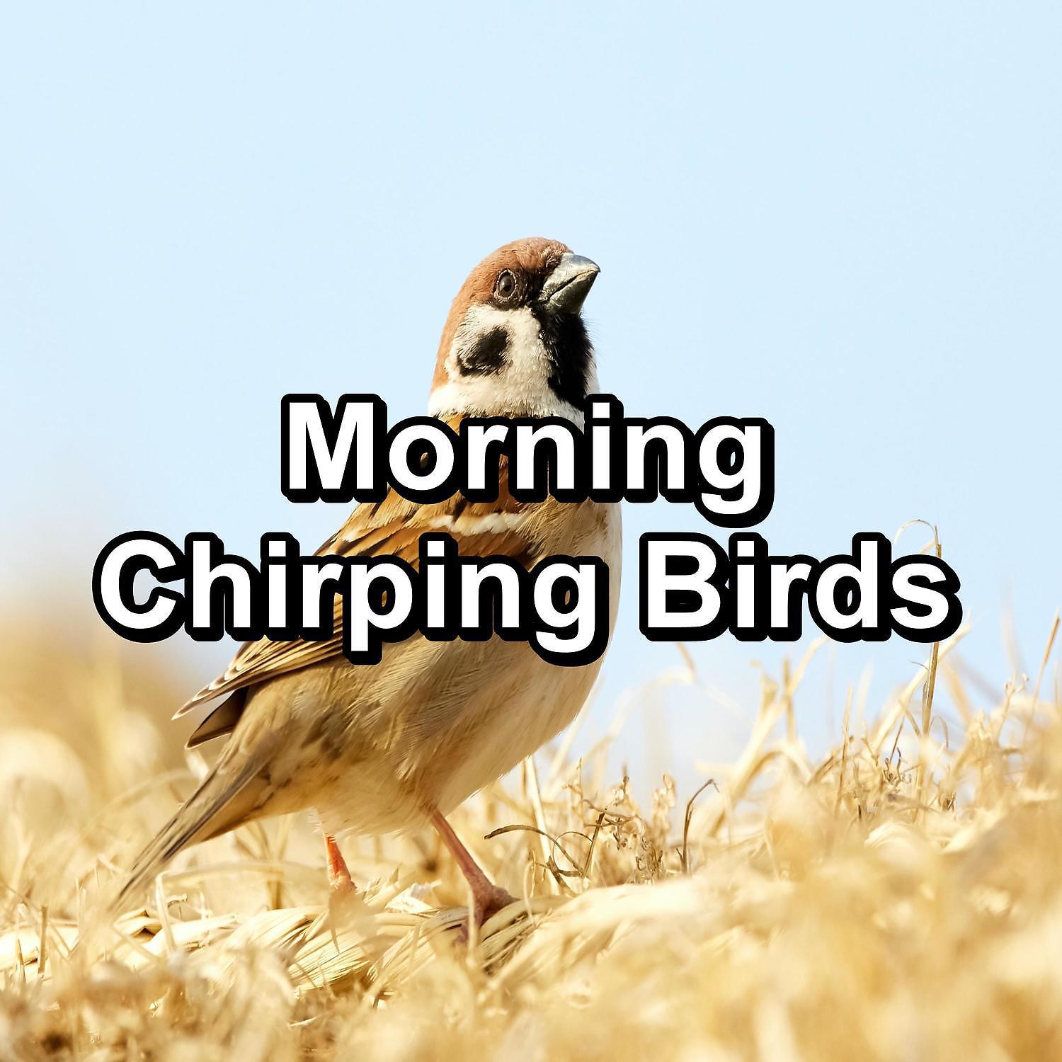 Постер альбома Morning Chirping Birds