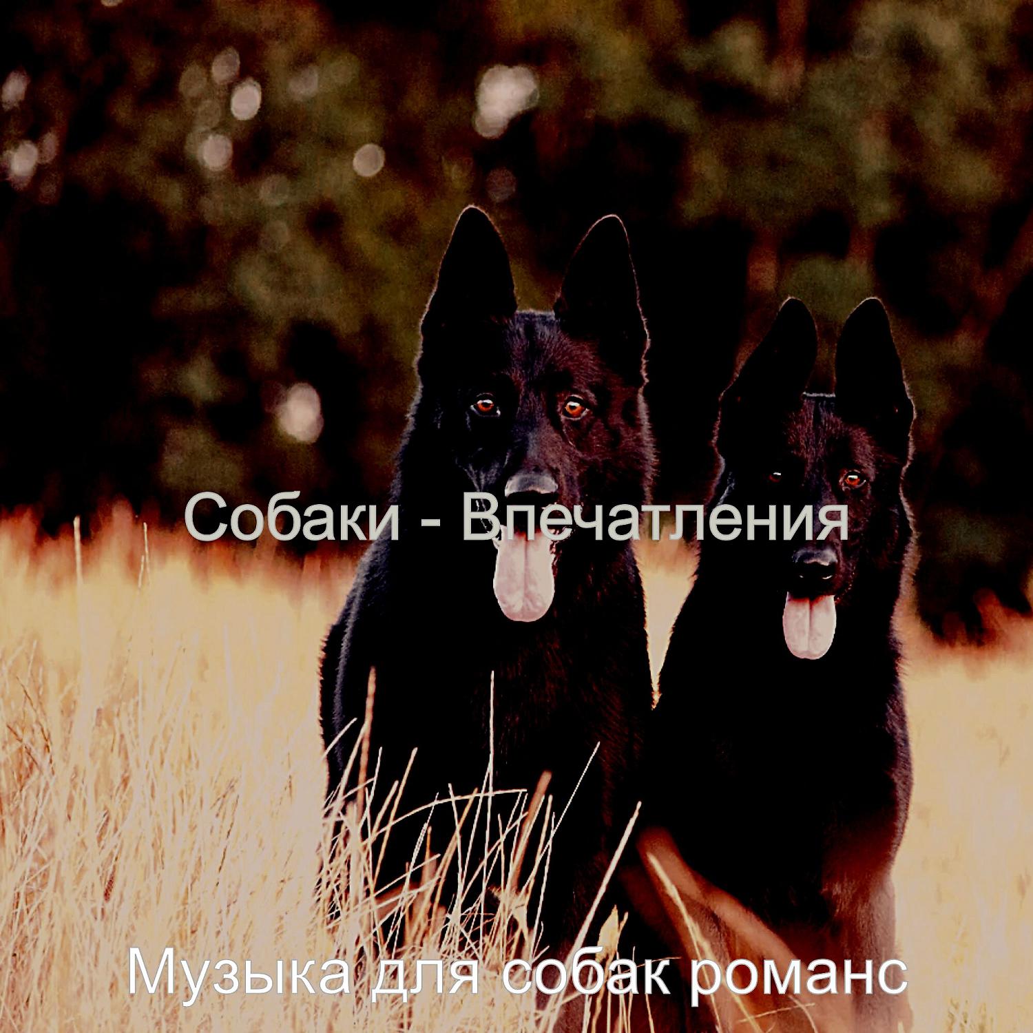 Постер альбома Собаки - Впечатления