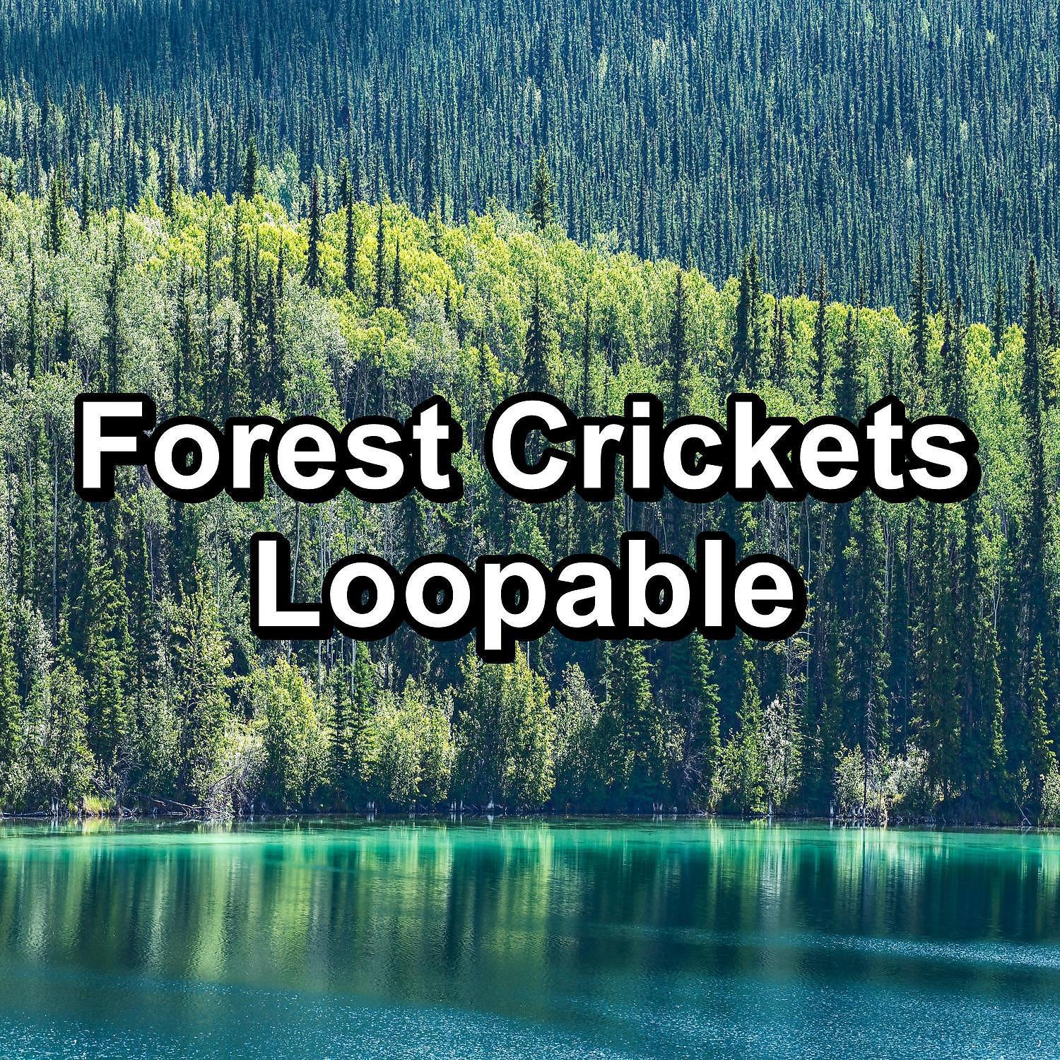 Постер альбома Forest Crickets Loopable
