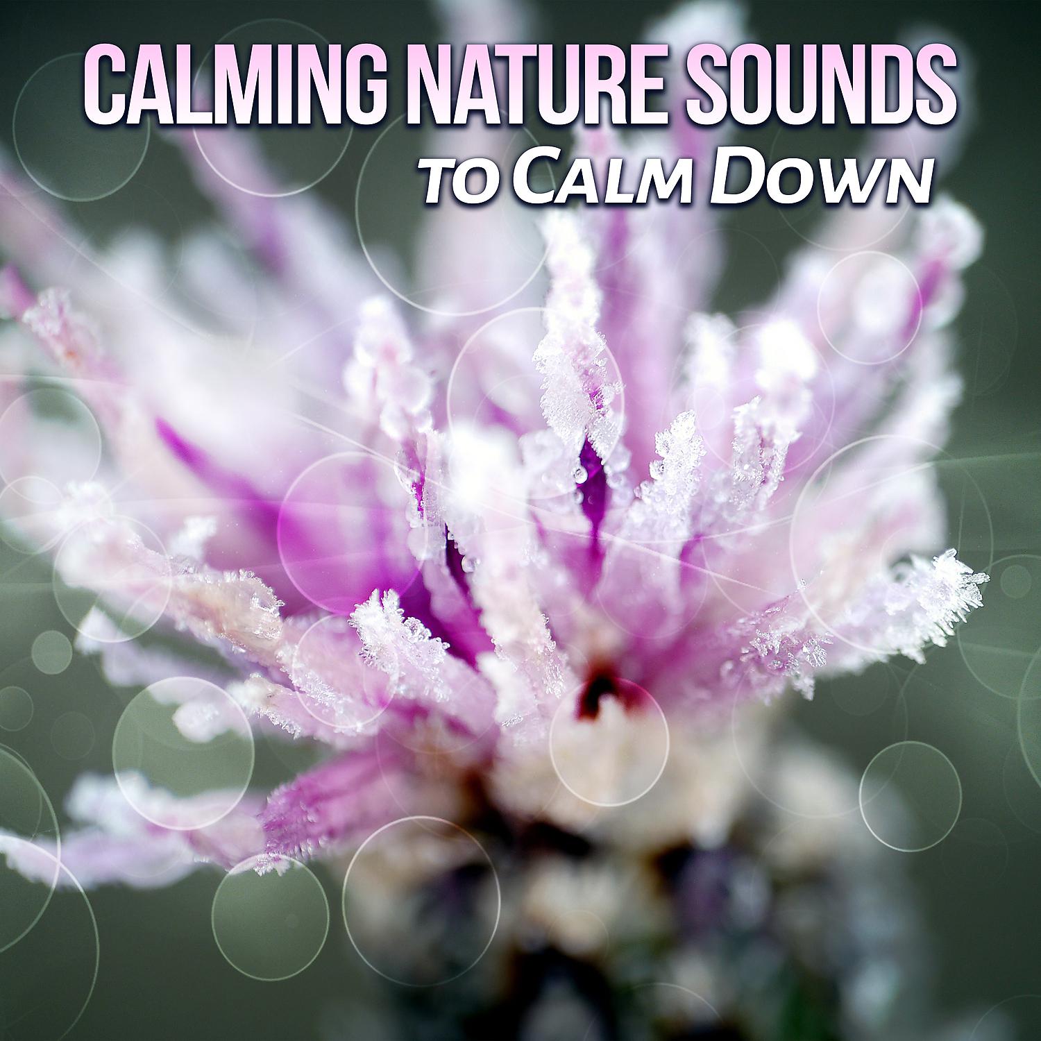 Постер альбома Calming Nature Sounds to Calm Down – Relax with Nature Sounds, Stress Relief, Relaxing Music, Soothing Nature