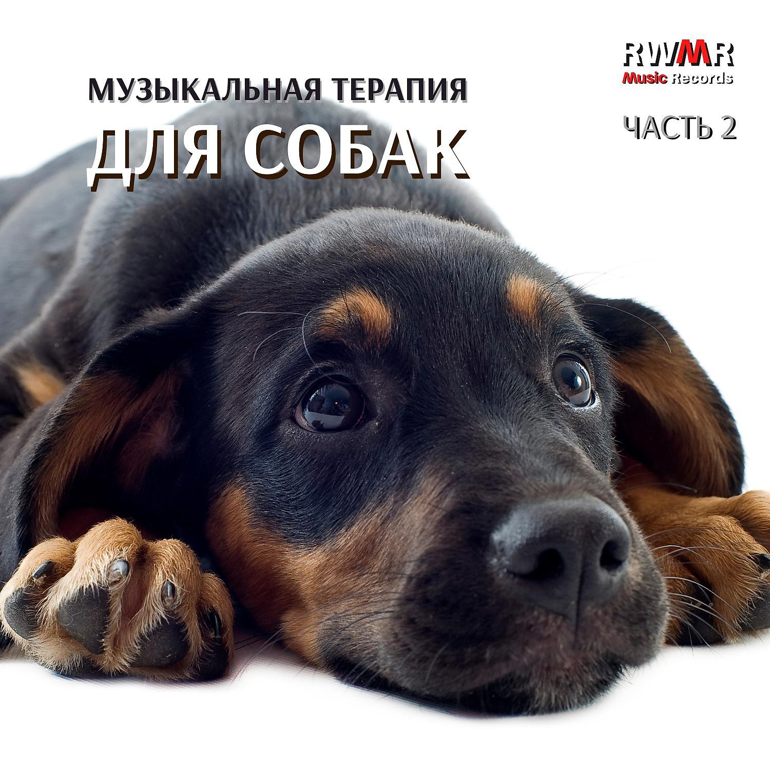 Постер альбома Музыкальная терапия для собак 2 - Yспокаивающие звуки для ушей собаки, чтобы расслабить питомца, пока вас нет, уменьшить беспокойство и стресс