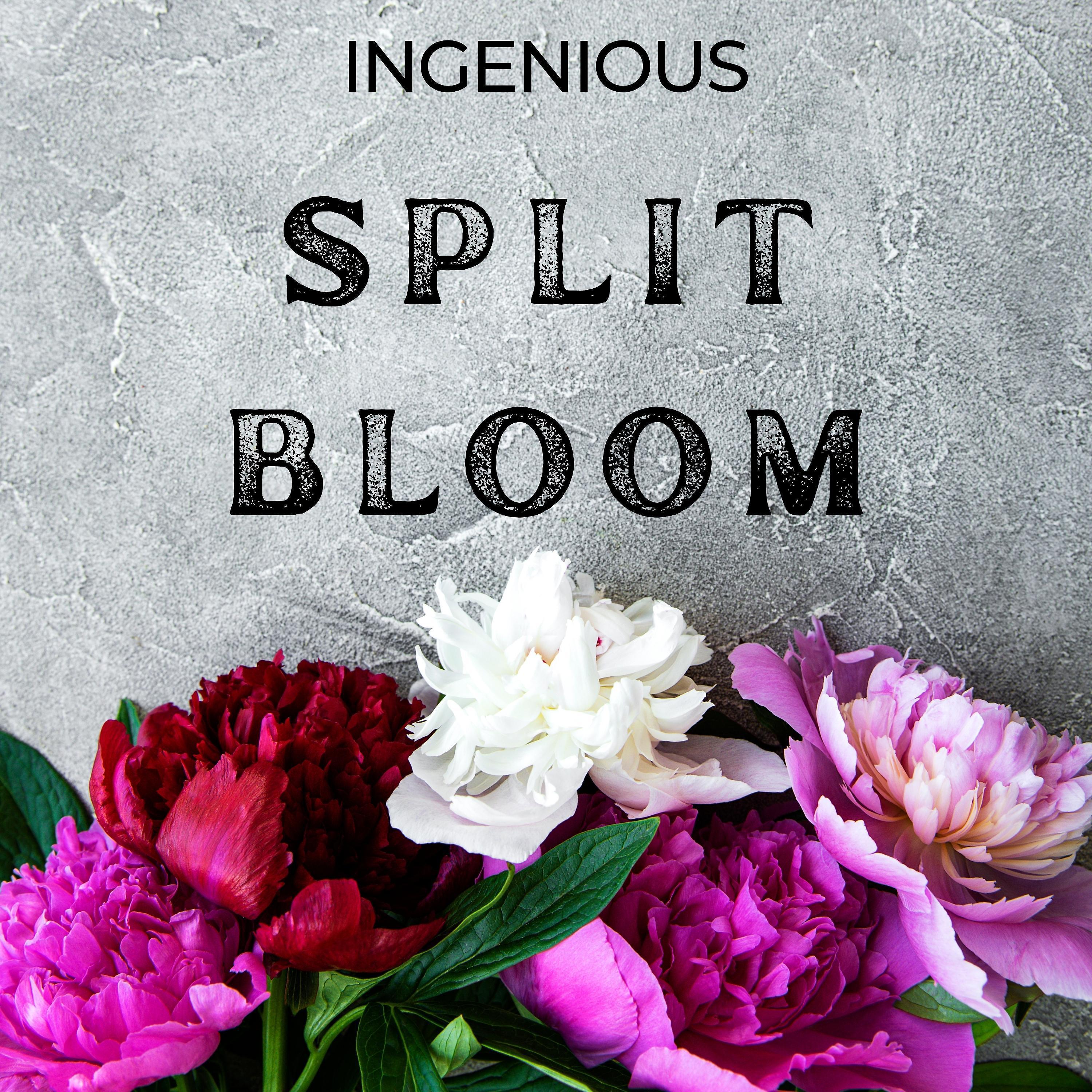 Постер альбома Split Bloom
