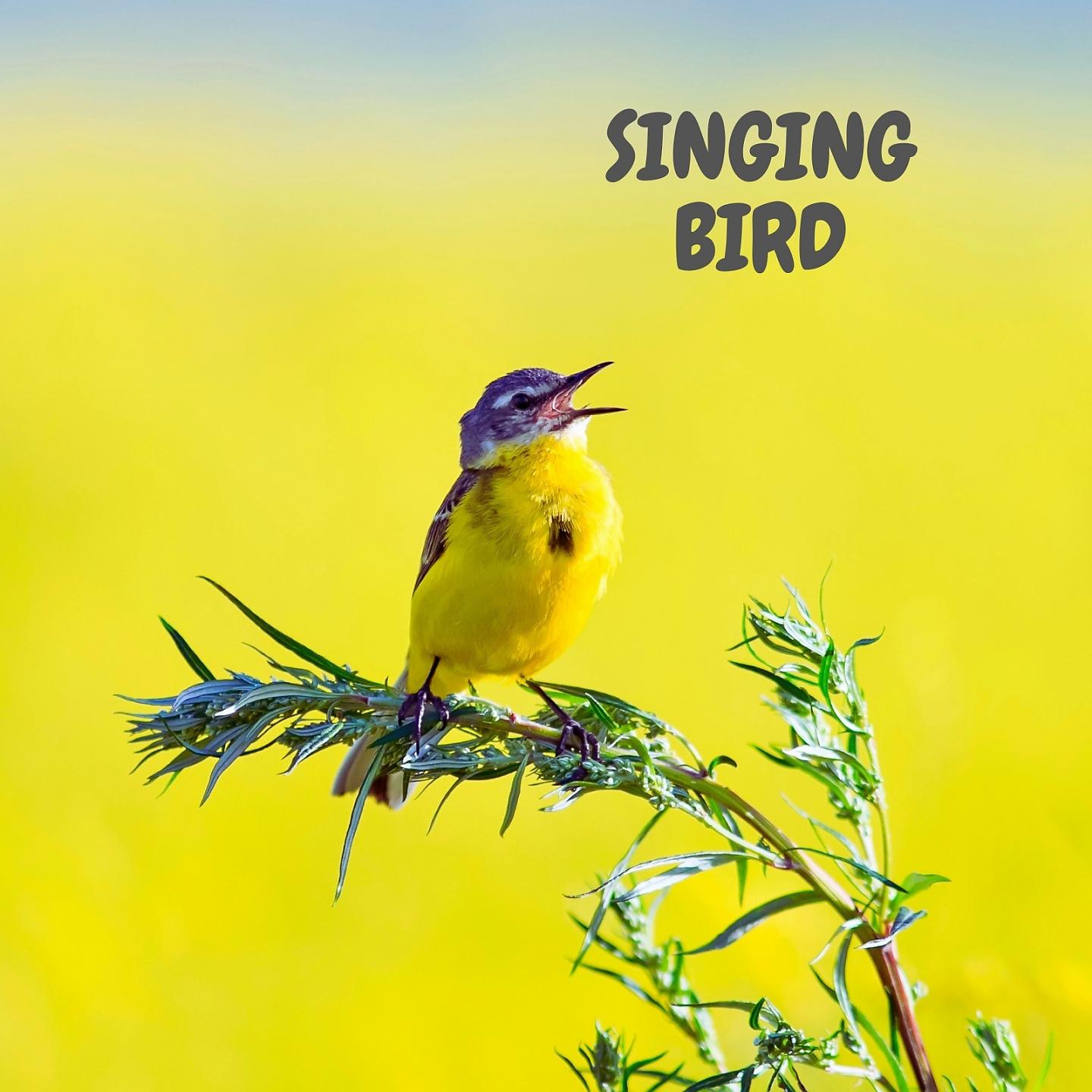 Постер альбома Singing Bird