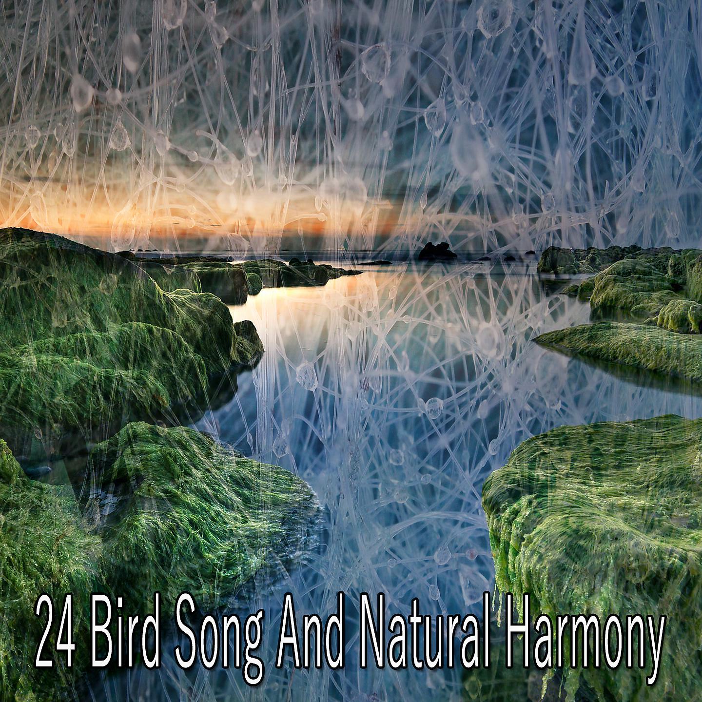 Постер альбома 24 Птичьи песни и природная гармония