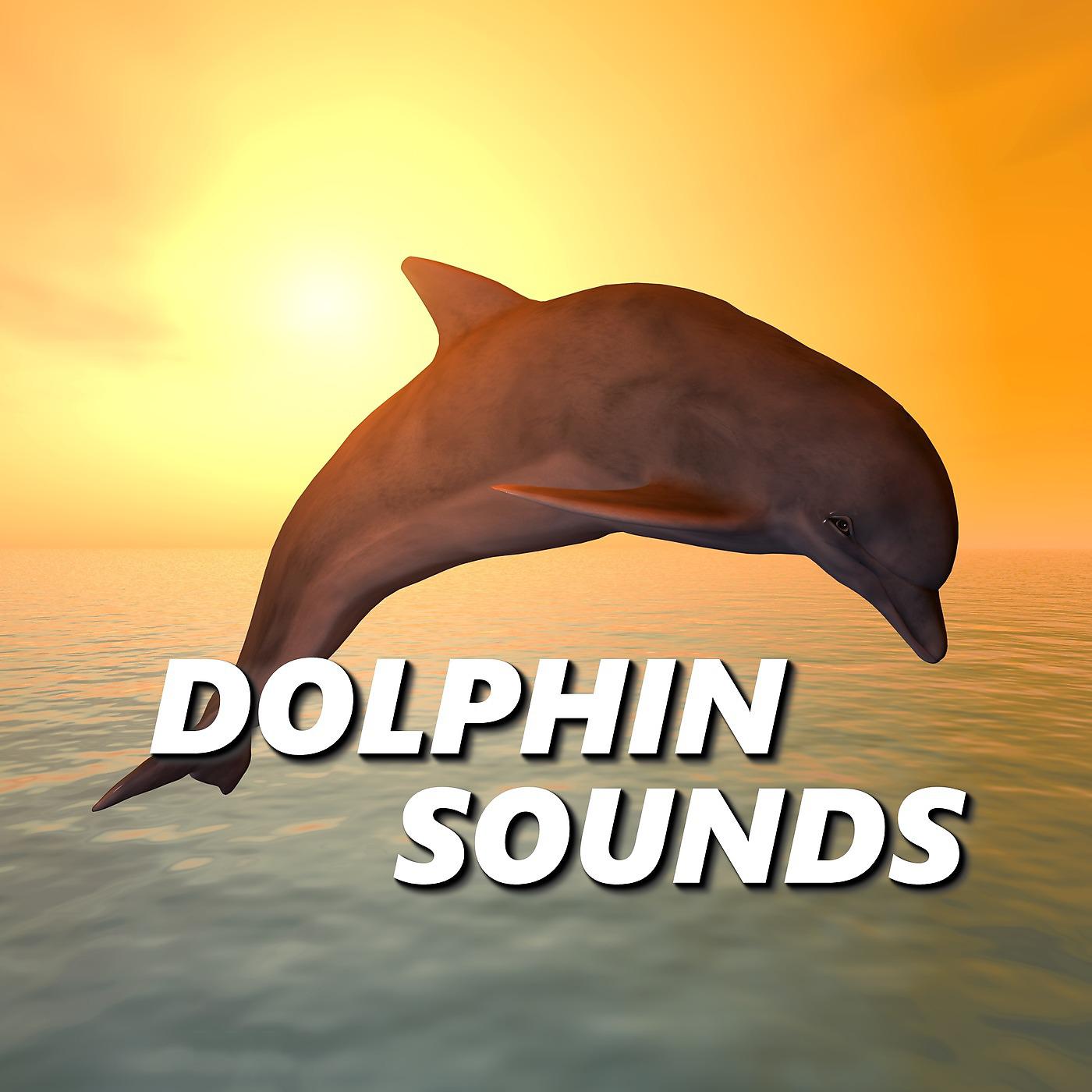 Постер альбома Dolphin Sounds