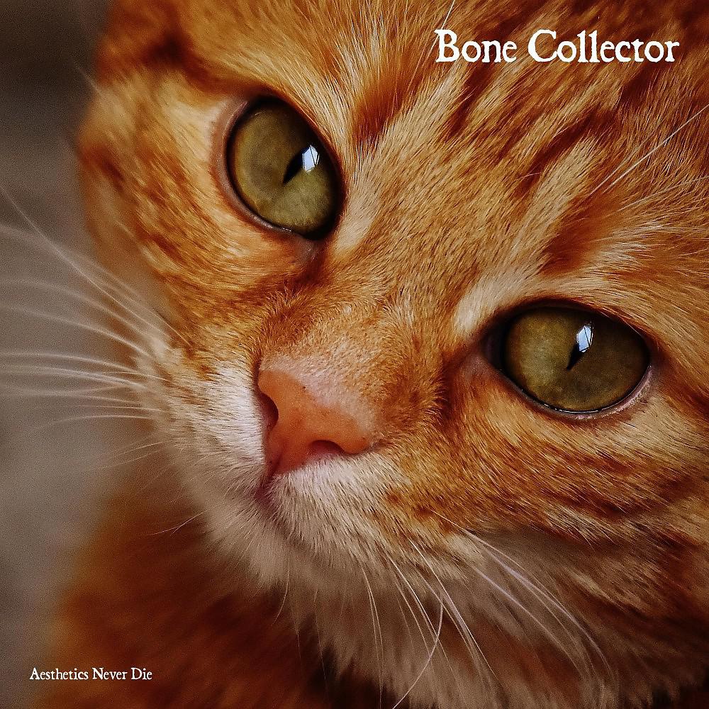 Постер альбома Bone Collector