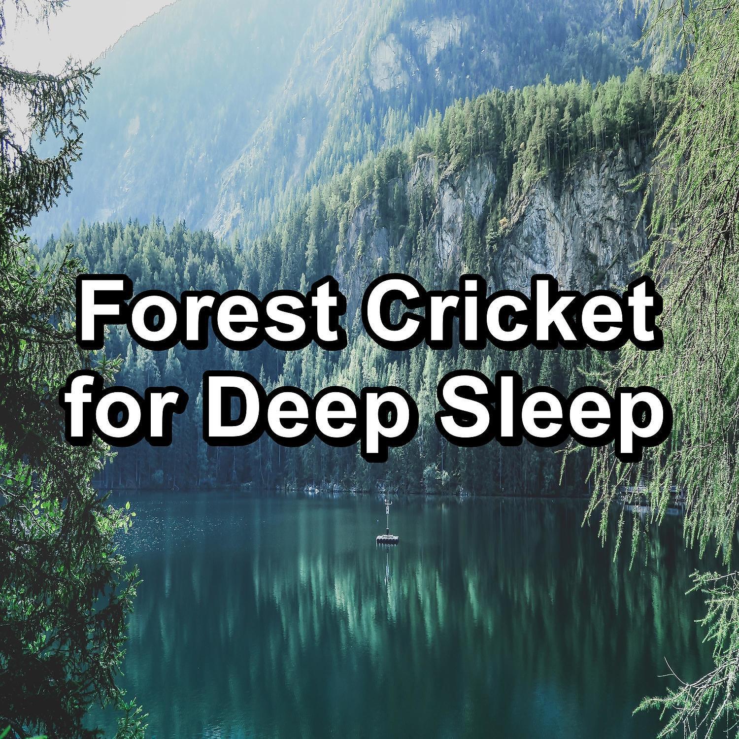 Постер альбома Forest Cricket for Deep Sleep