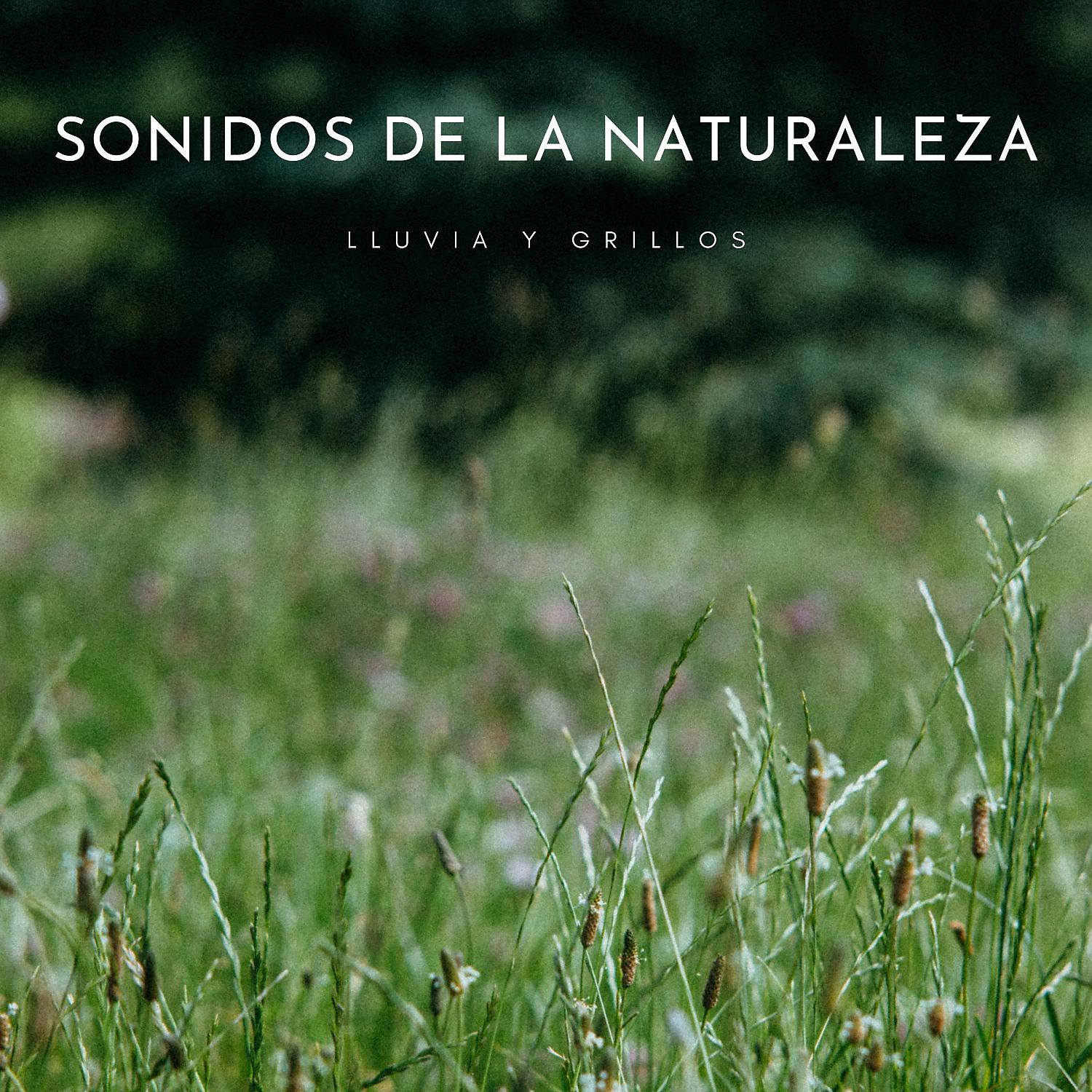Постер альбома Sonidos De La Naturaleza: Lluvia y Grillos
