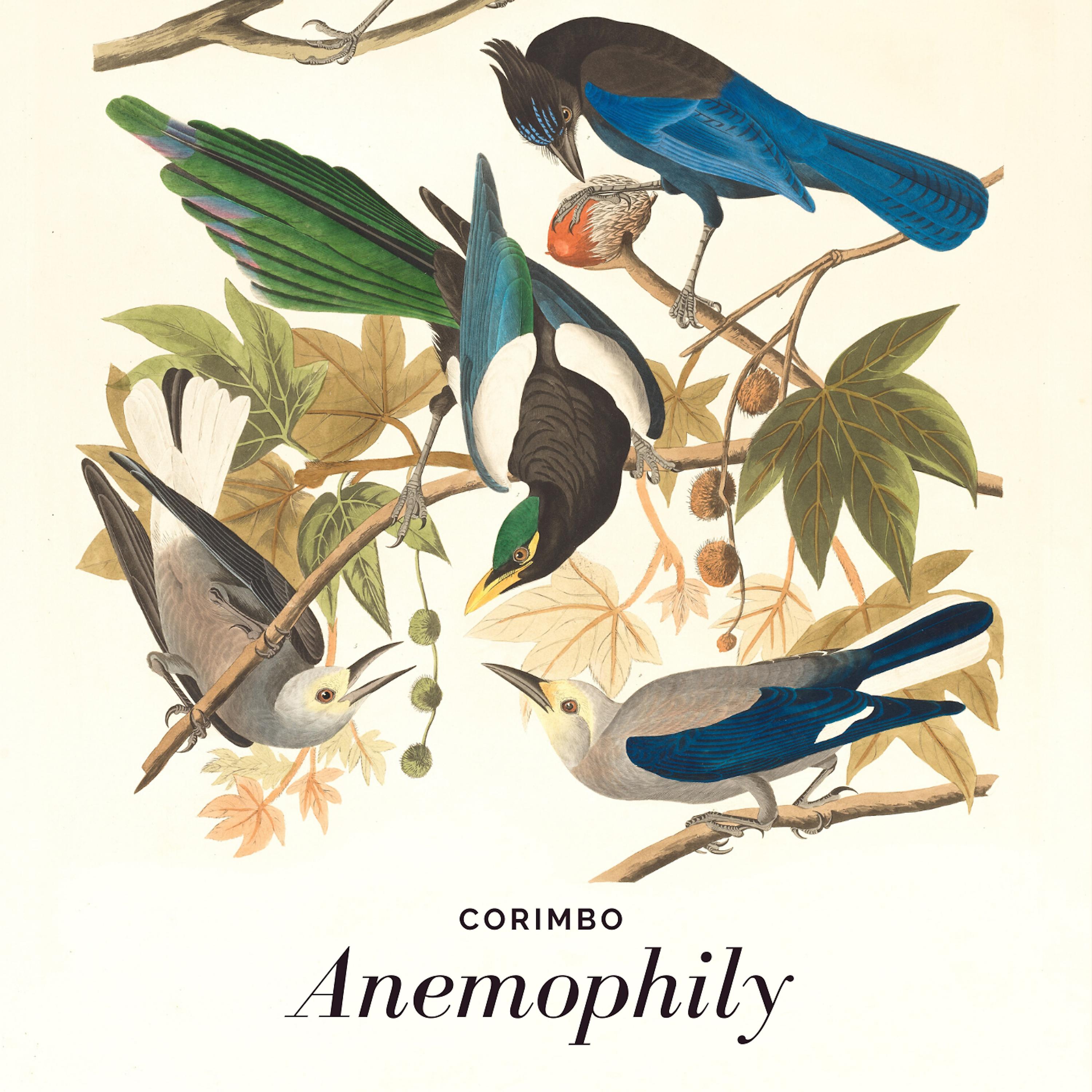 Постер альбома Anemophily