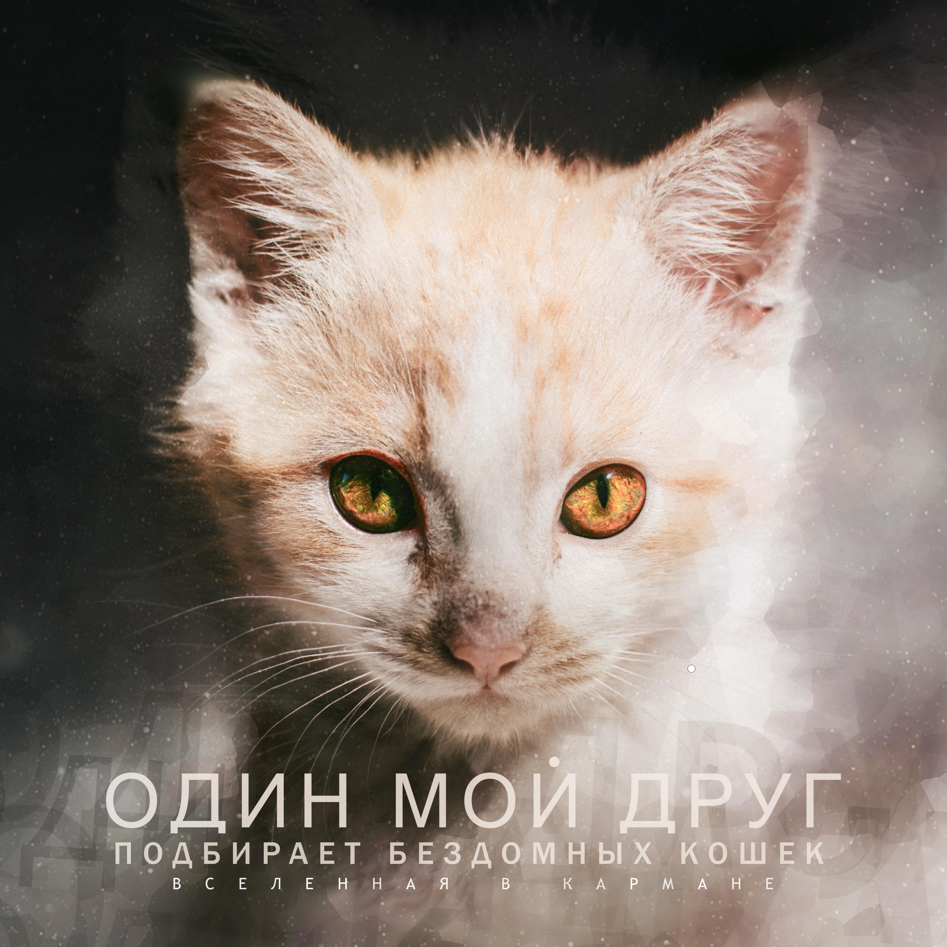 Постер альбома Один мой друг подбирает бездомных кошек