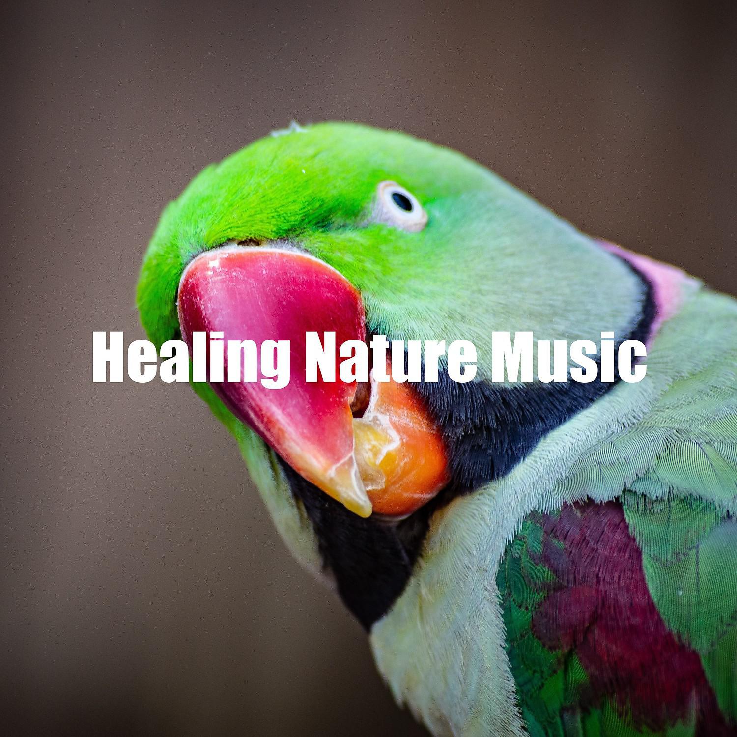 Постер альбома Healing Nature Music