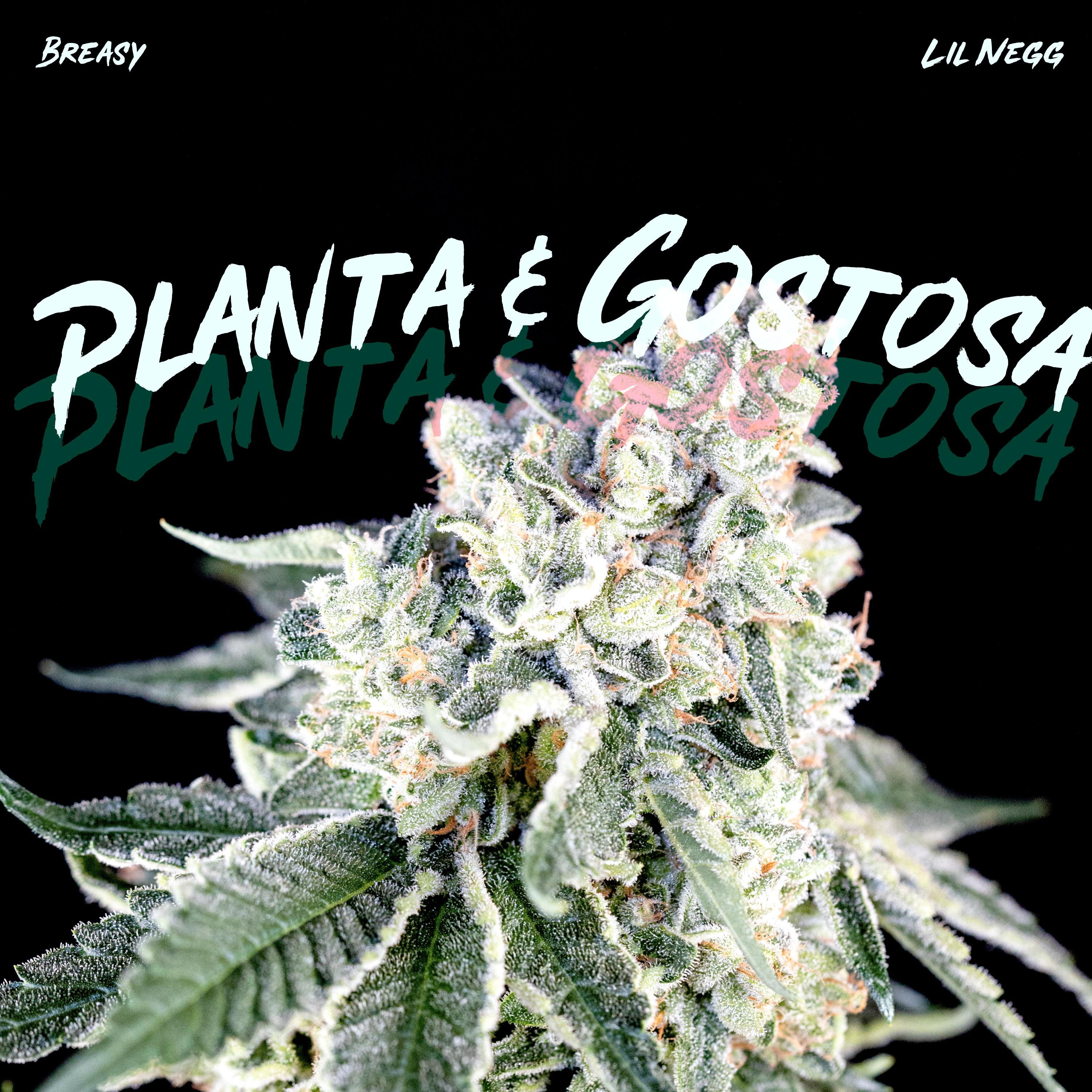 Постер альбома Planta & Gostosa