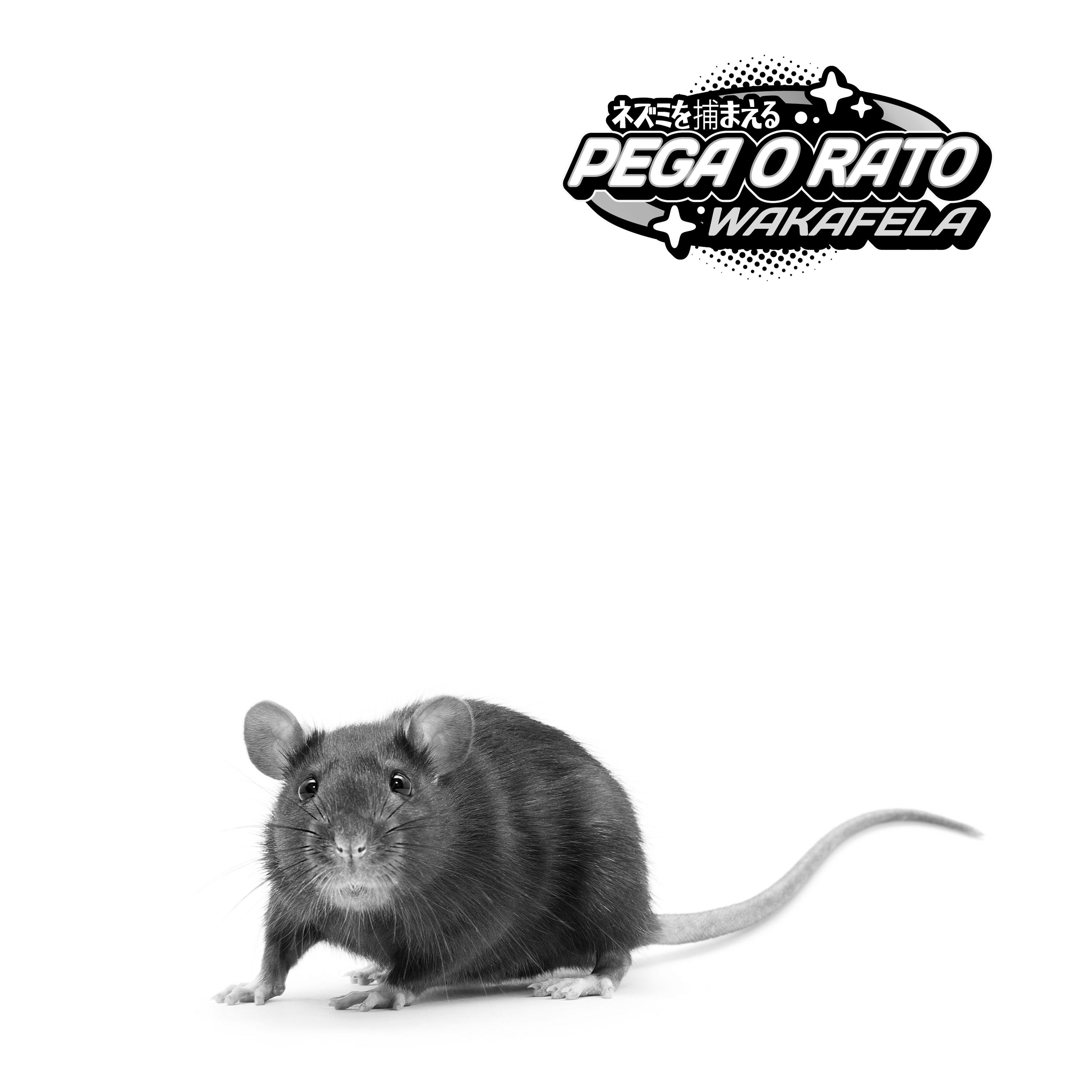 Постер альбома Pega o Rato
