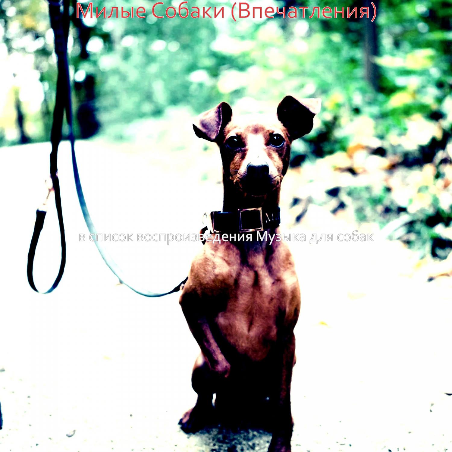 Постер альбома Милые Собаки (Впечатления)
