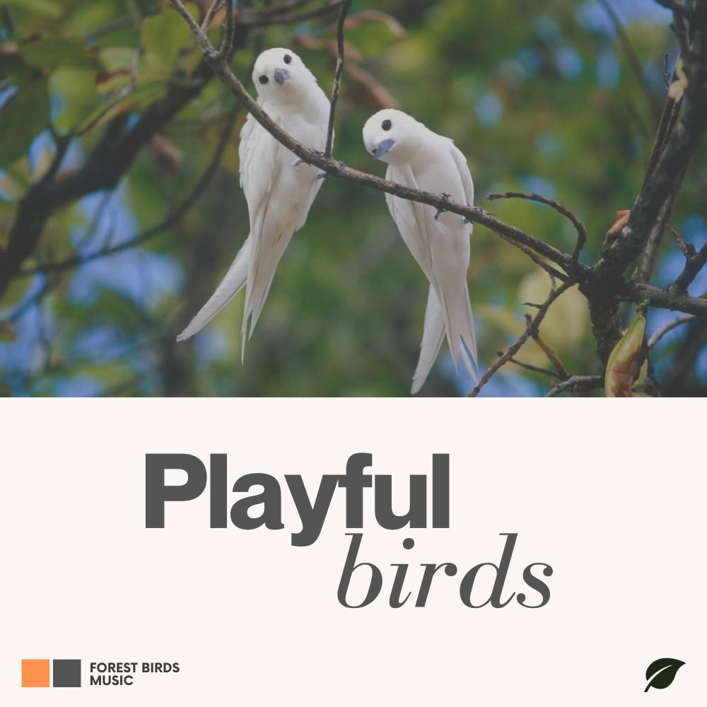 Постер альбома Playful Birds