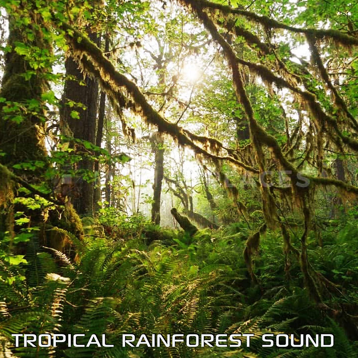 Постер альбома Tropical Rainforest Sound (feat. Discovery Nature Sound, Discovery Rain Sound, White Noise Soundscapes, White Noise Sleep Sounds, Water Soundscapes & Tropical Soundscapes)