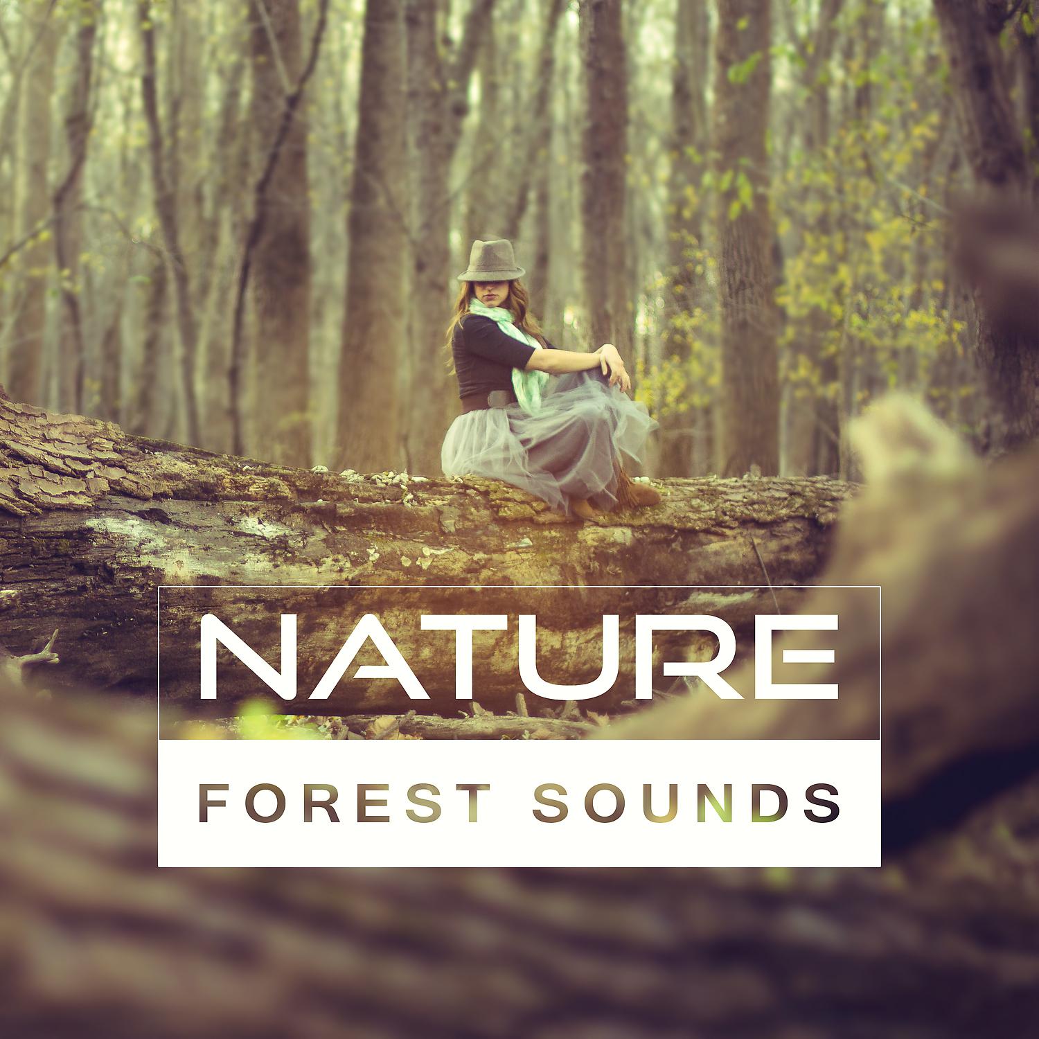 Постер альбома Nature Forest Sounds – Calm New Age Sounds, Forest Relaxation, Birds Sounds, Rest a Bit