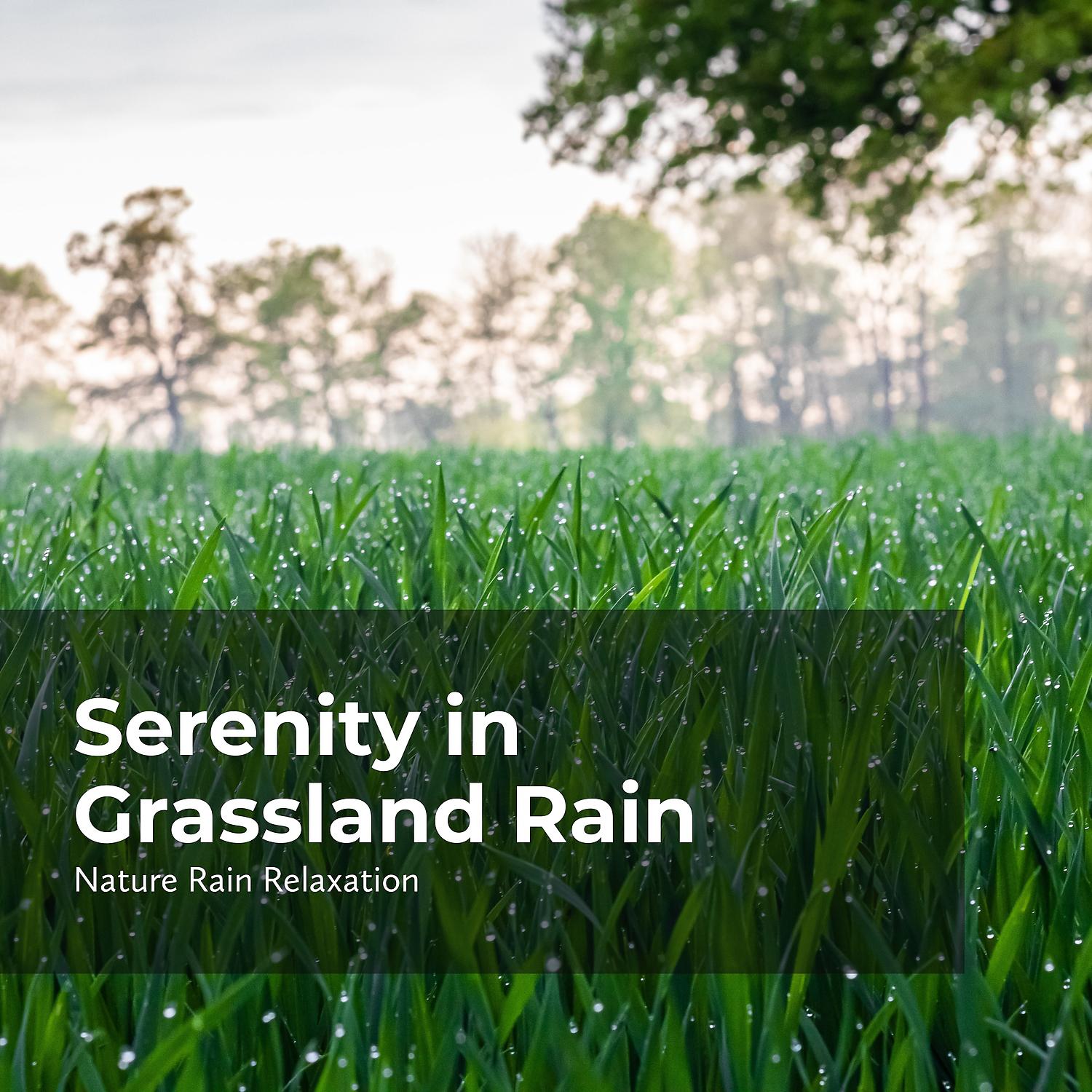 Постер альбома Serenity in Grassland Rain