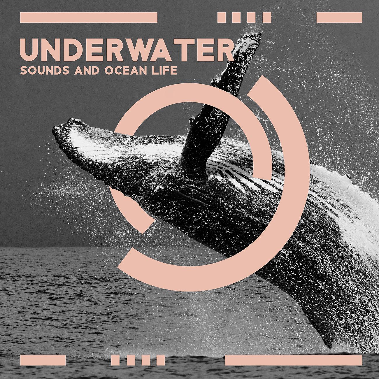 Постер альбома Underwater Sounds and Ocean Life