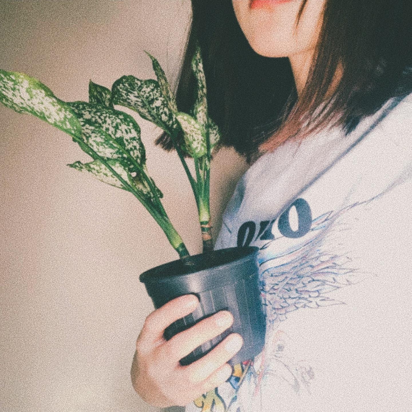 Постер альбома All my plants are dying