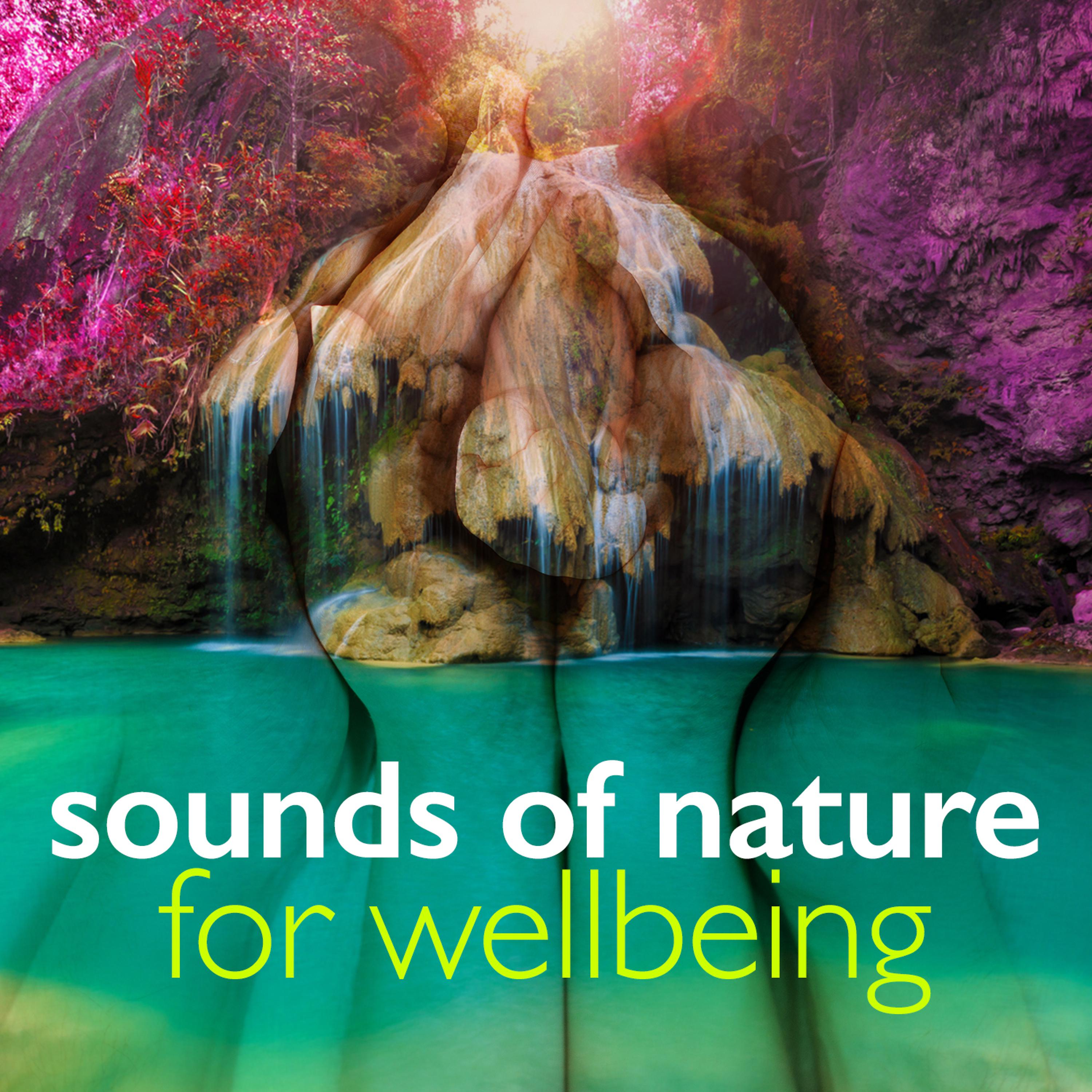 Постер альбома Sounds of Nature for Wellbeing