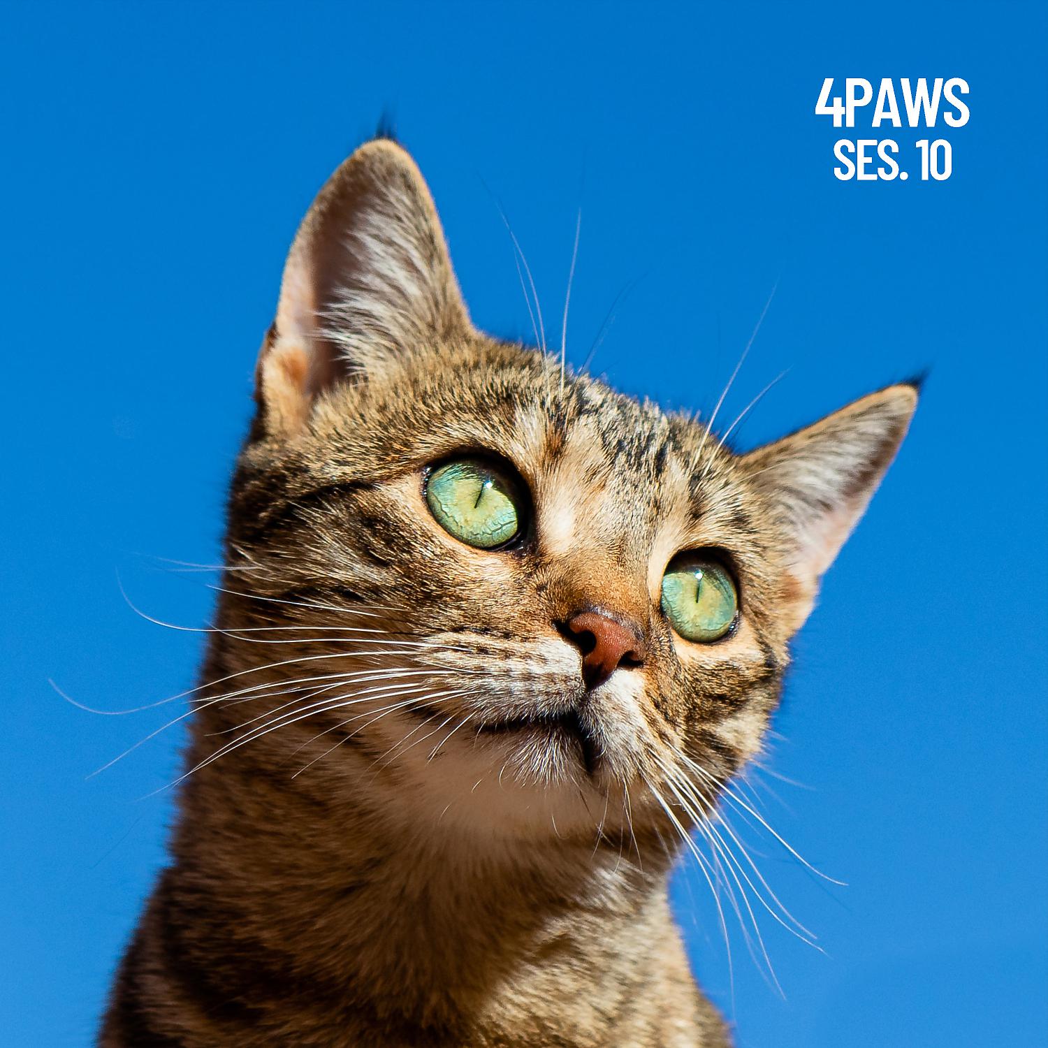 Постер альбома 4Paws, Musica de dormir para perros y gatos, sesion 10