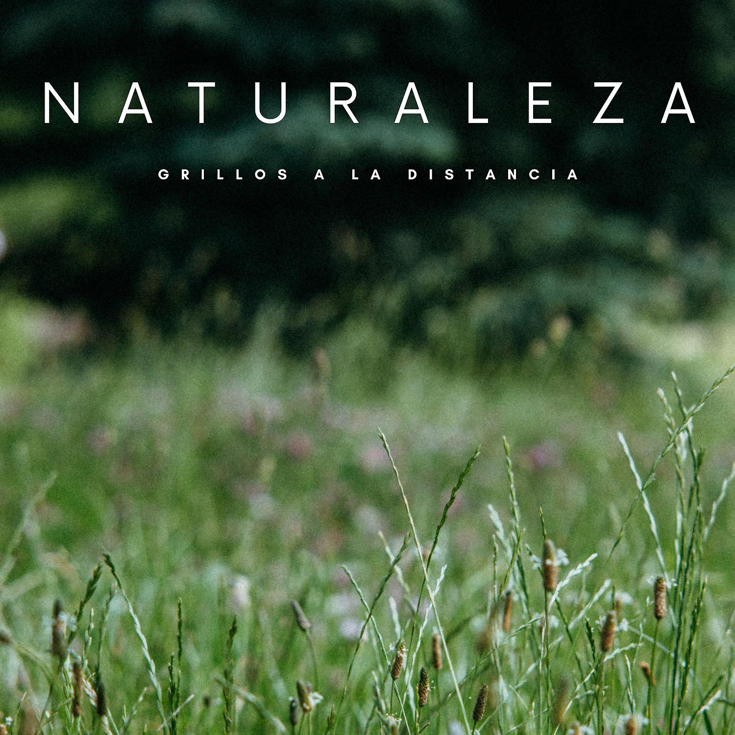 Постер альбома Naturaleza: Grillos A La Distancia