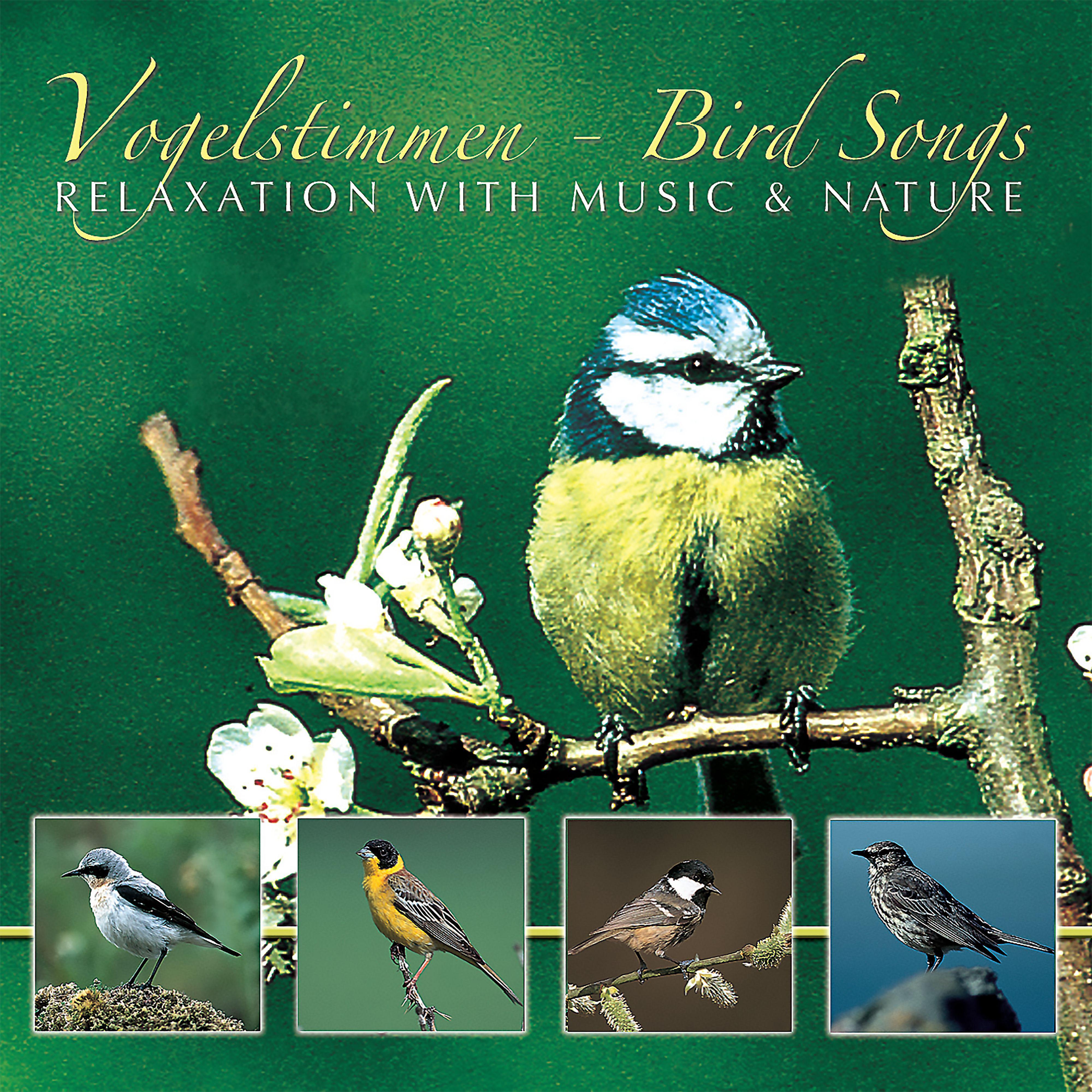 Постер альбома Vogelstimmen Bird Songs
