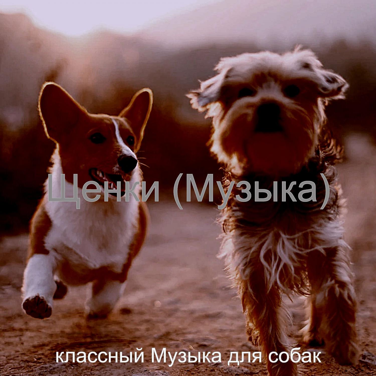 Постер альбома Щенки (Музыка)