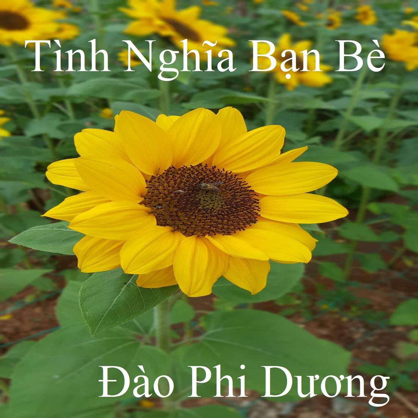 Постер альбома Tình Nghĩa Bạn Bè