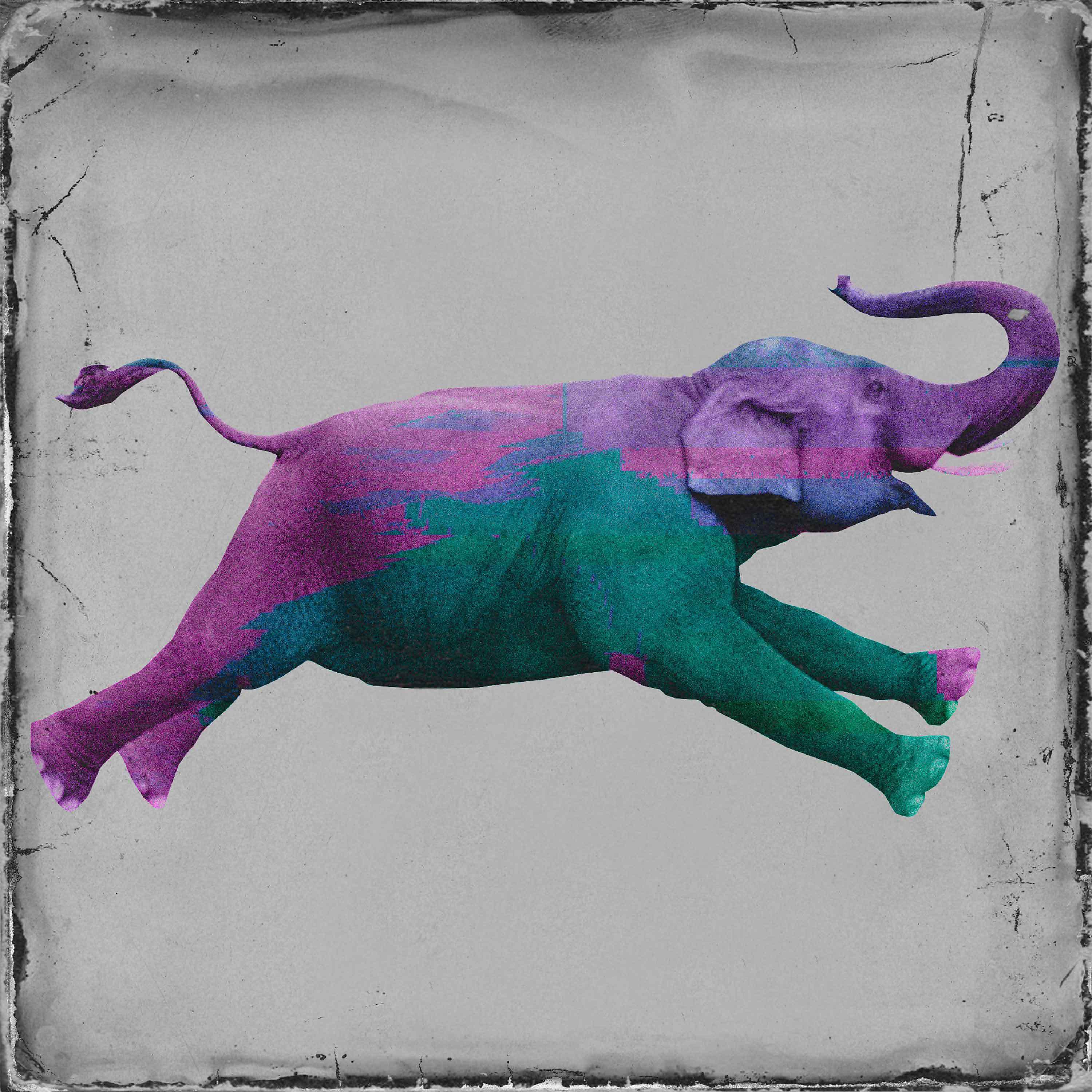 Постер альбома Слон