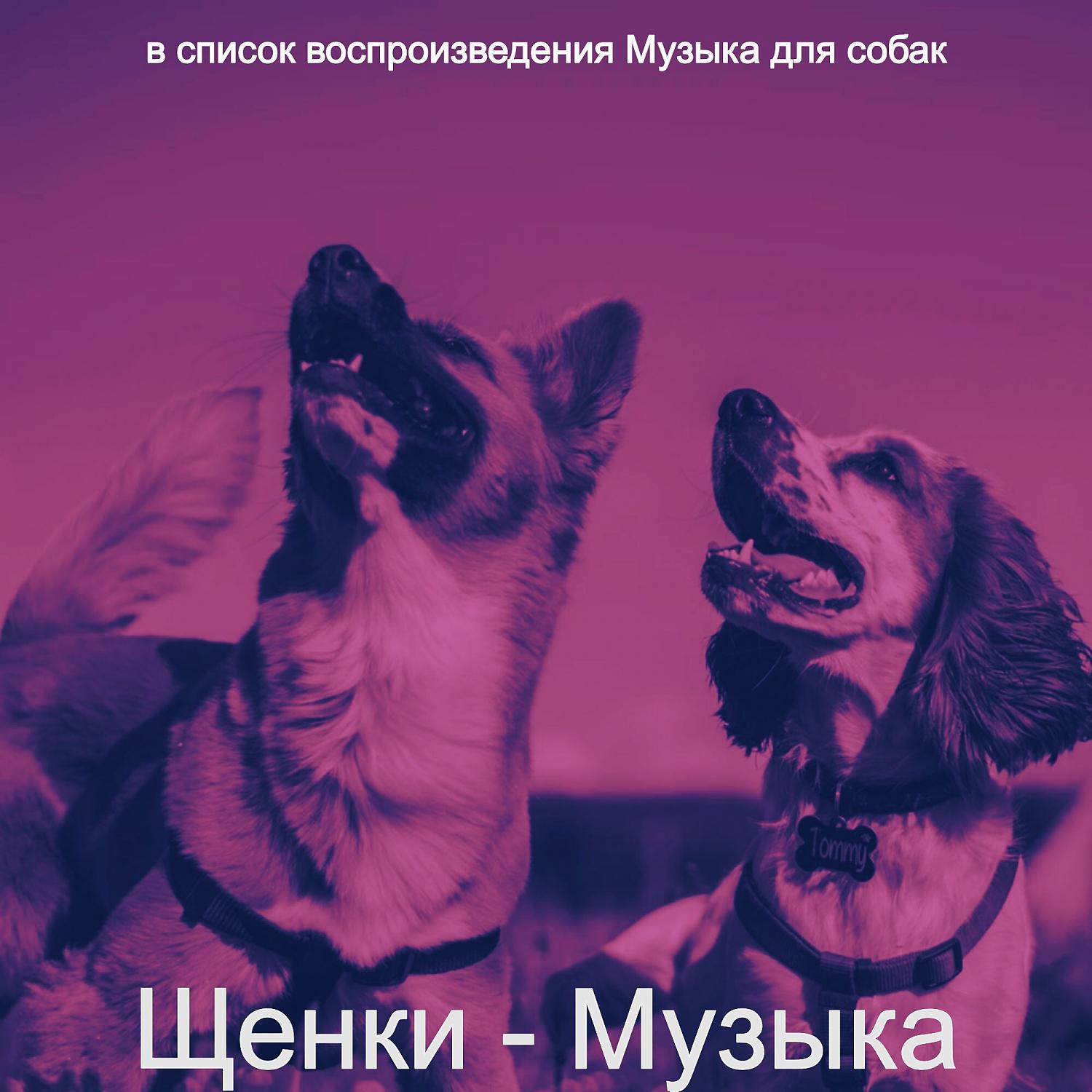 Постер альбома Щенки - Музыка