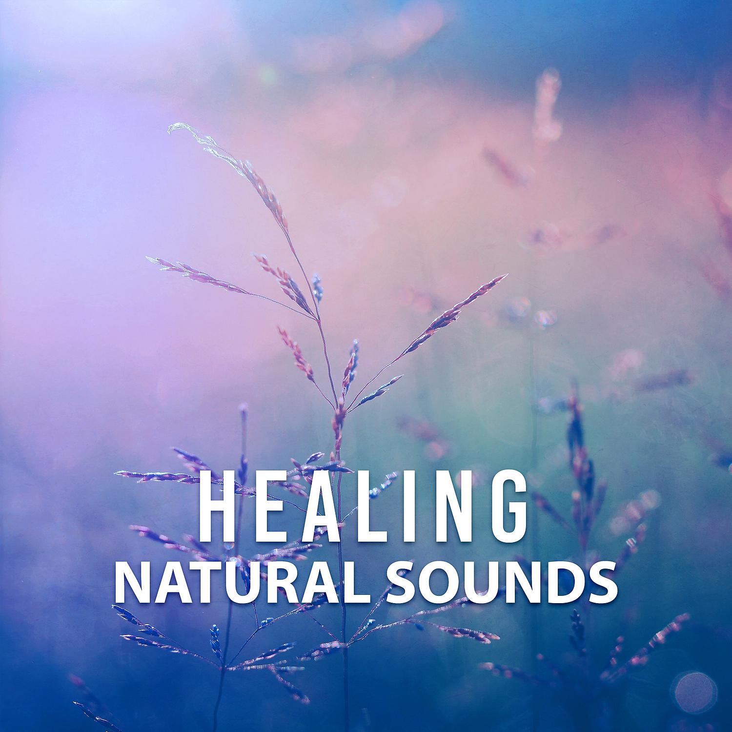 Постер альбома Healing Natural Sounds – Soothing Sounds of Nature, Deep Ambient Healing, Soothe Your Soul, Calming Nature