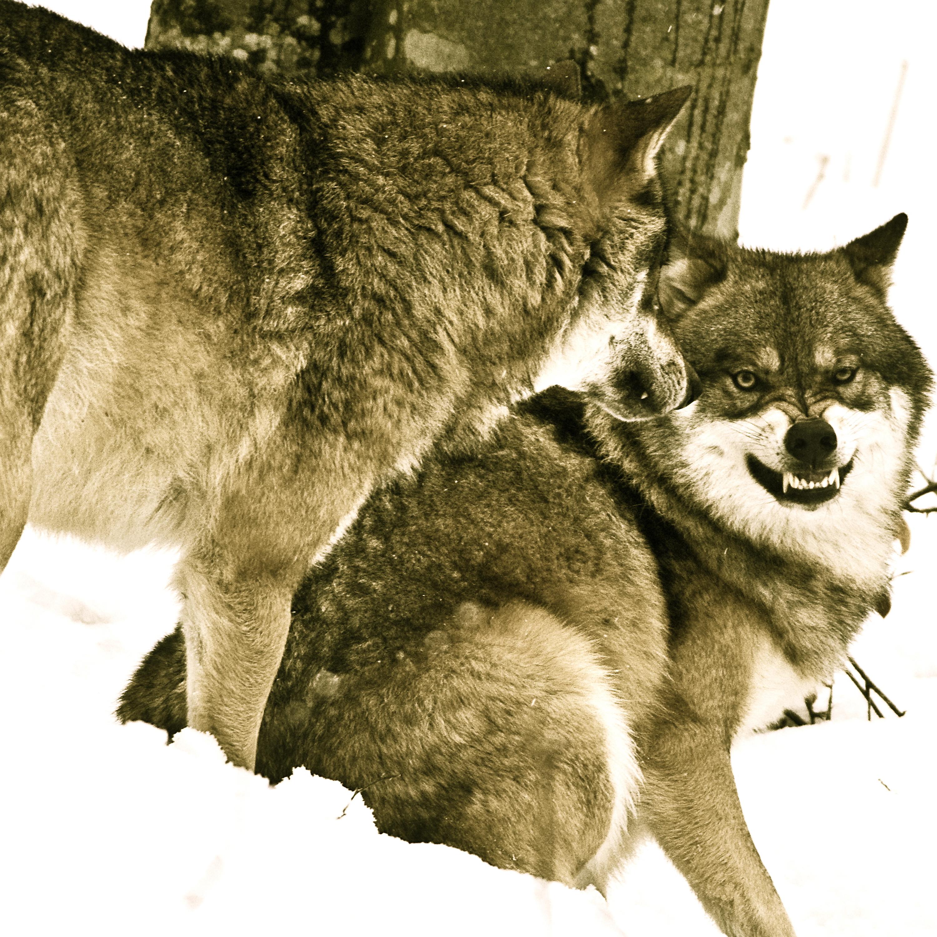 Постер альбома Two Wolves