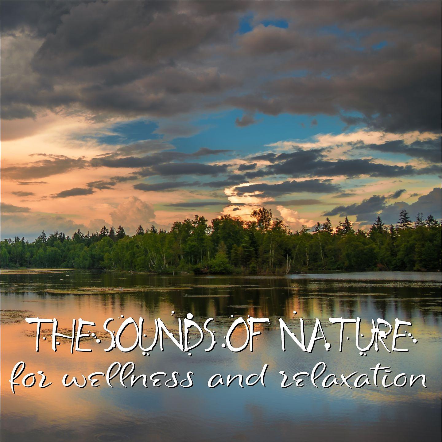 Постер альбома The sounds of nature for wellness and relaxation