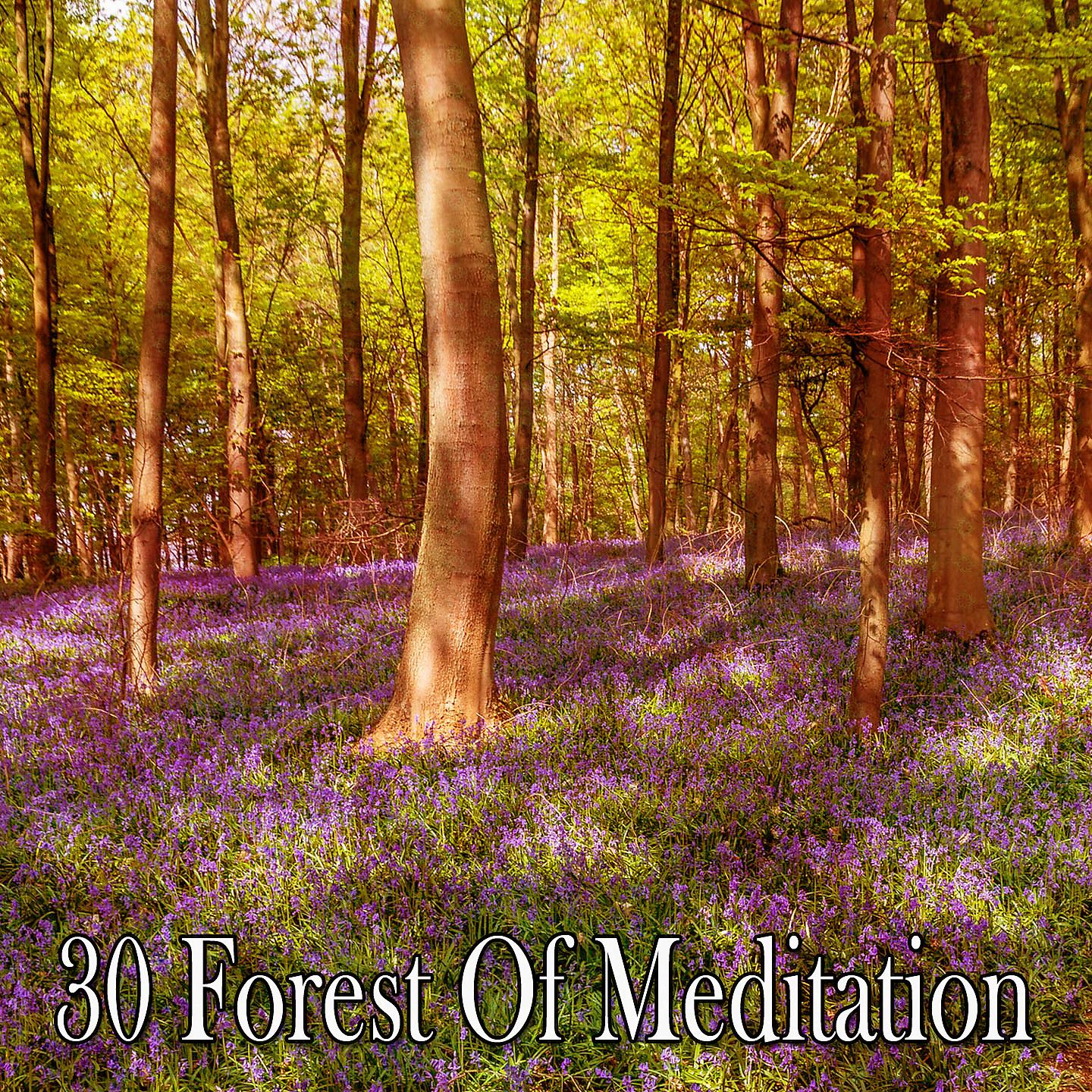 Постер альбома 30 Лес медитации